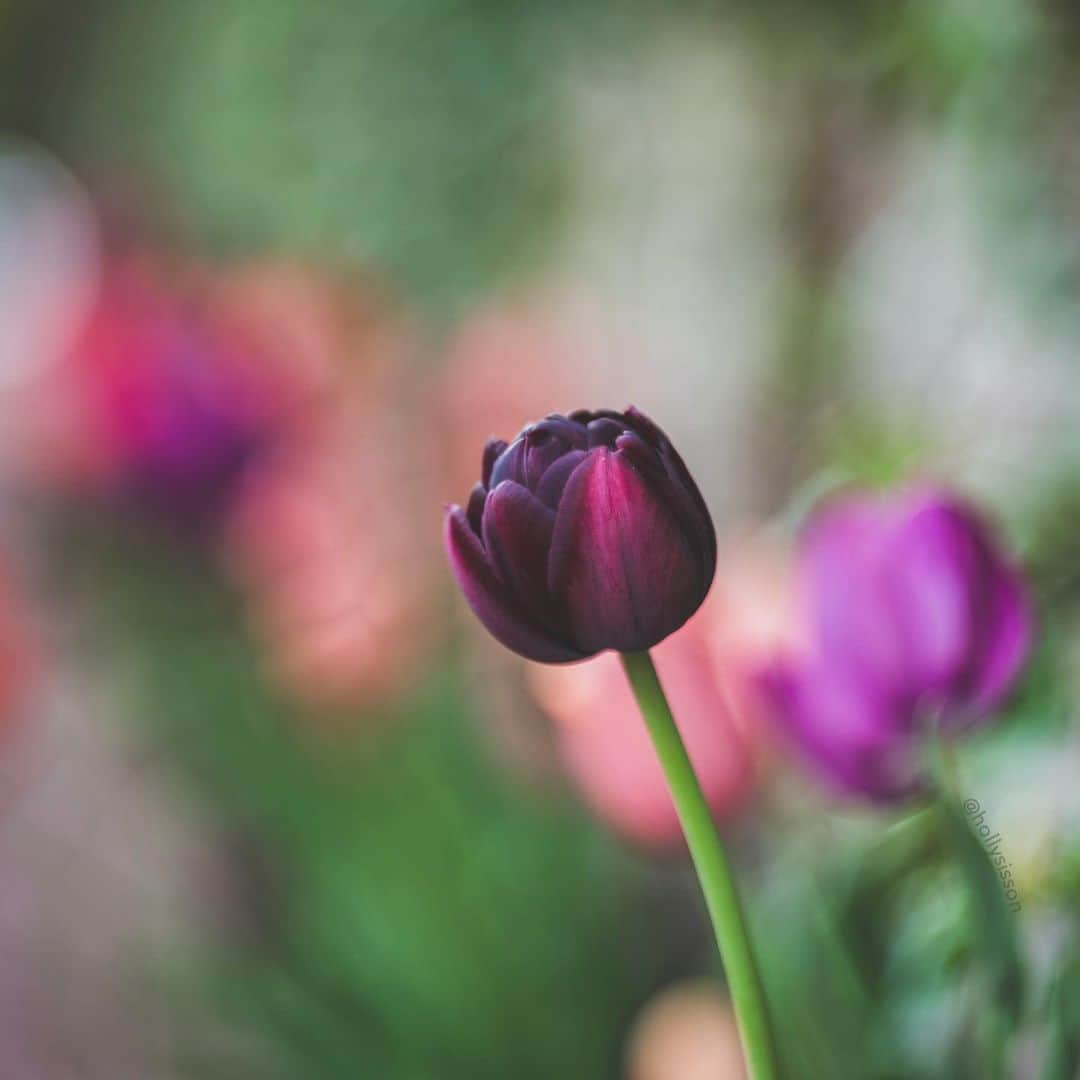 Holly Sissonさんのインスタグラム写真 - (Holly SissonInstagram)「I’m a fan of tulip season, how about you? #Toronto #Petzval #PetzvalArtLens #Petzval85 #bokeh (Canon 1D X MkII + Lomography Petzval 85 Art Lens + Extension Tube for macro effect) See my bio for full camera equipment information plus info on how I process my images. 😊」6月1日 23時51分 - hollysisson