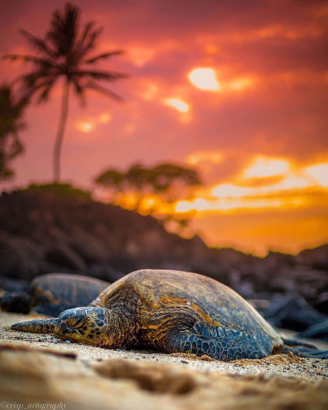 Canon Photographyさんのインスタグラム写真 - (Canon PhotographyInstagram)「A brilliant picture of turtles captured in Hawaii. What a shot!! Photography | @crisp_artography  #turtles #hawaii #honolulu #oahu #susnet #wildlifephotography #wildlife」6月1日 23時54分 - cpcollectives