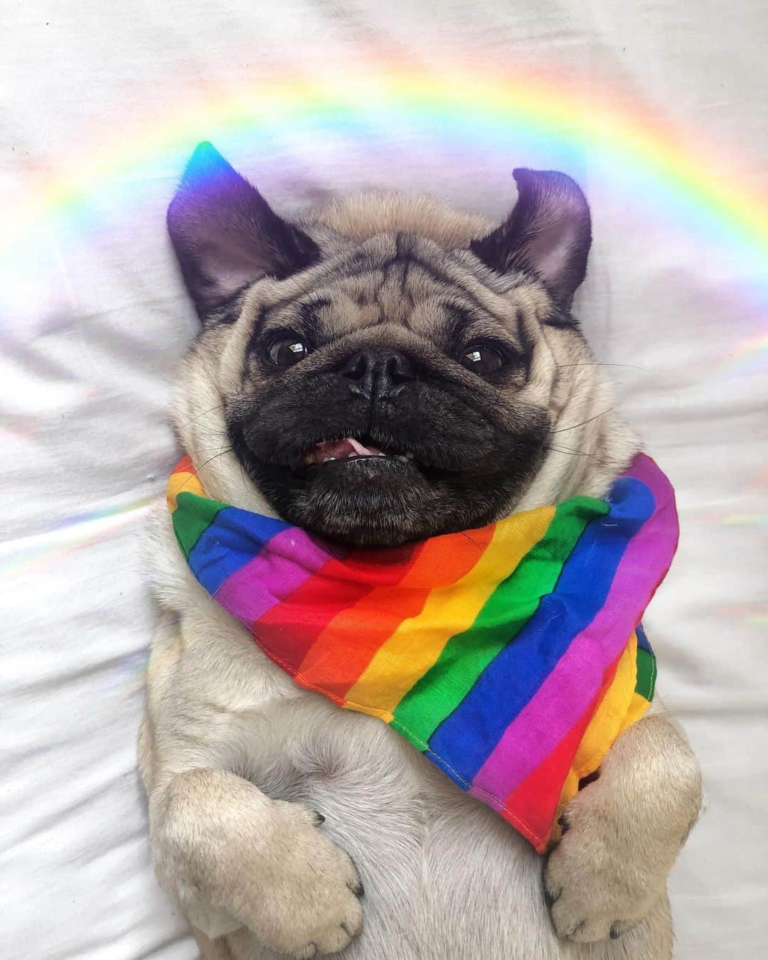 itsdougthepugさんのインスタグラム写真 - (itsdougthepugInstagram)「“Let’s spread love” -Doug」6月2日 0時00分 - itsdougthepug