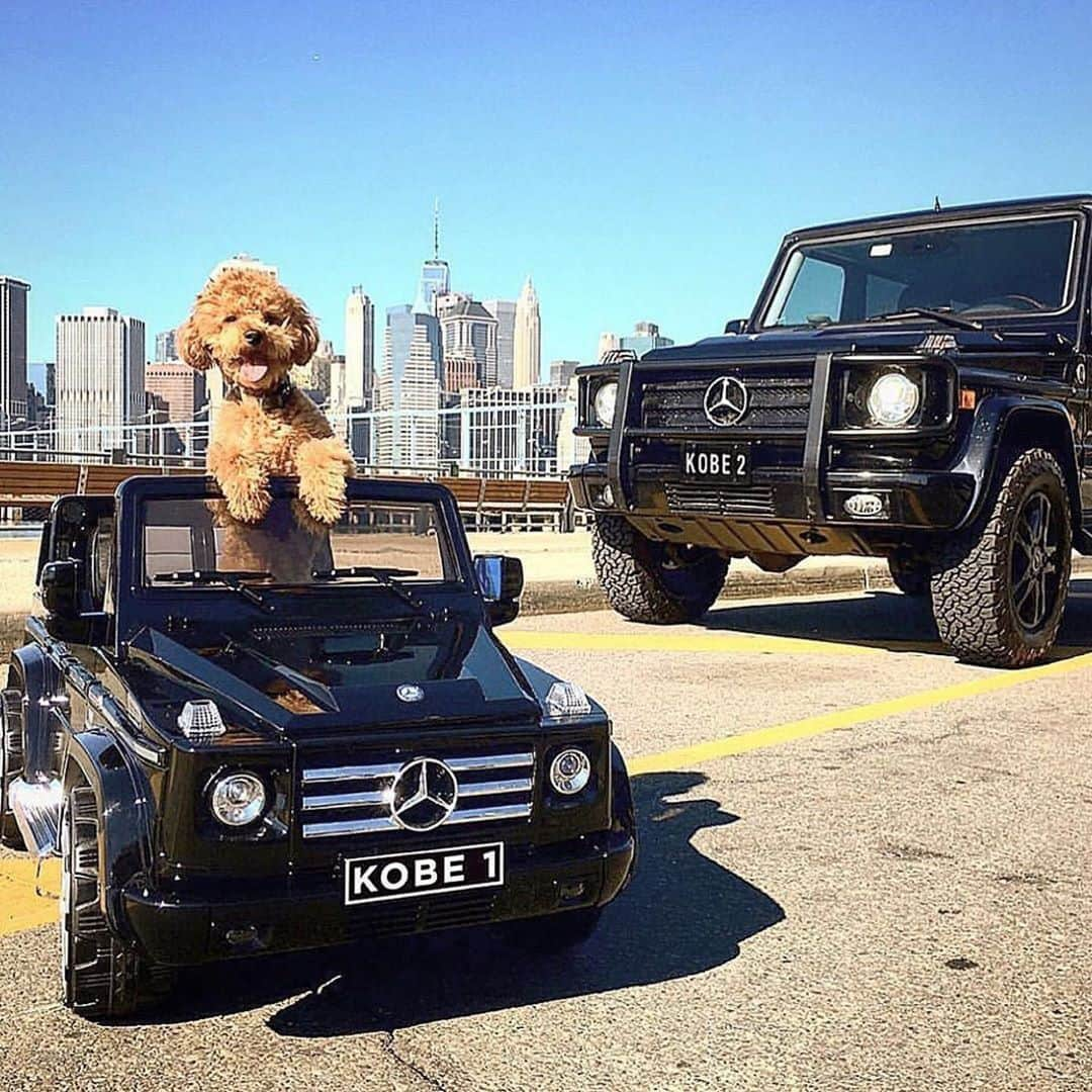 メルセデス・ベンツさんのインスタグラム写真 - (メルセデス・ベンツInstagram)「Squad goals - spring edition! 🐾 Photo by @mrkobeandme with @supercarpups. . #MercedesBenz #🌟 #GClass #strongerthantime #mbfanphoto #supercarpups #squadgoals #supercarpupsrecruits #automotivedesign #weekendvibes #mbcar」6月1日 15時00分 - mercedesbenz