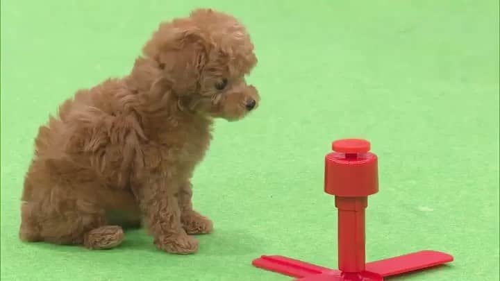 天才！志村どうぶつ園のインスタグラム