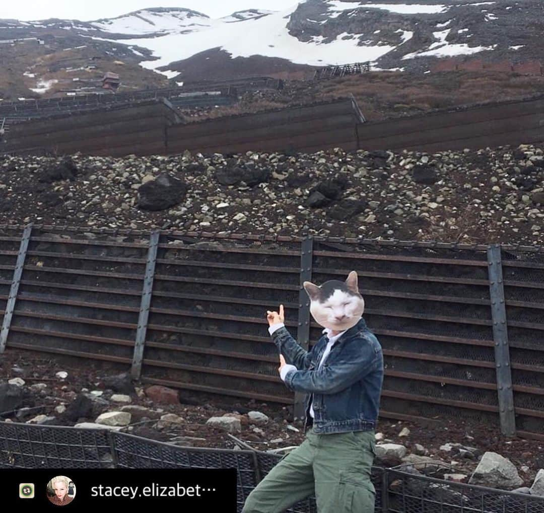 Kachimo Yoshimatsuさんのインスタグラム写真 - (Kachimo YoshimatsuInstagram)「アメリカから観光に来ているヨウカンさん、富士山に行ってるようです。 #旅するヨウカンさん #globalyohkansan  #Repost with @Repostlyapp @stacey.elizabeth.1971 Yohkan-san climbed Mt.Fuji! #mtfuji #yohkansaninjapan #yohkansanonvacation #iloveyohkansan #hikingmtfuji #catsofinstagram #japan」6月1日 15時25分 - kachimo