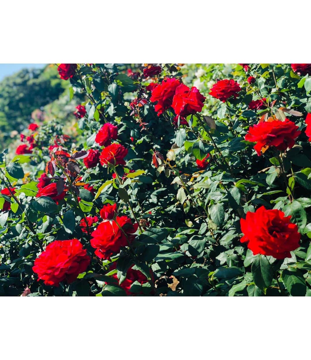 織田千穂さんのインスタグラム写真 - (織田千穂Instagram)「このピンクの薔薇が個人的👑No.1🌹💗 ☝(・∀・๑)☝ 可愛い色合いとポチポチ可愛いらしい蕾との バランスが萌え(ᐥᐜᐥ)♡ᐝ💗 ✼••┈┈┈┈┈┈┈┈┈┈┈┈┈┈┈┈••✼ #京成バラ園 #バラ #千葉 #rose #バラ園 #薔薇 #rosegarden #pink #薔薇好き #ベルサイユのばら #フェルゼン #fashion #cherrypink #フォトジェニック #photogenic #花のある暮らし #instapink #portrait_ig #薔薇園 #ガールズフォト #flower #ポートレート #followme #japanesemodel #girlsphoto #花好き #花っていいね #ローズガーデン #八千代緑が丘 #花のある生活 ✼••┈┈┈┈┈┈┈┈┈┈┈┈┈┈┈┈••✼」6月1日 15時30分 - chihoda