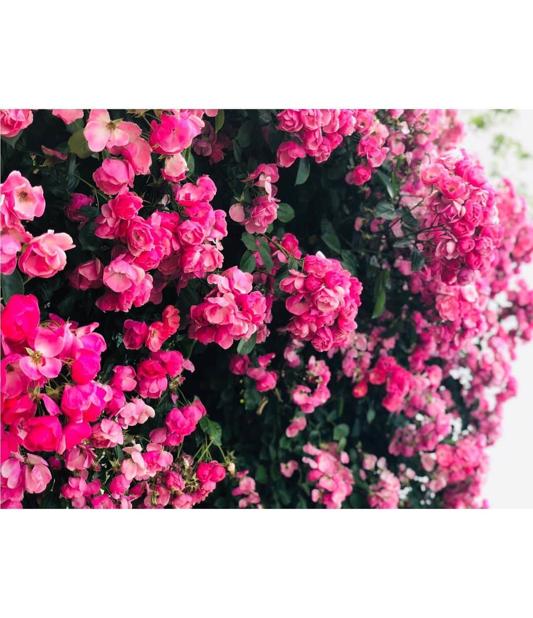 織田千穂さんのインスタグラム写真 - (織田千穂Instagram)「このピンクの薔薇が個人的👑No.1🌹💗 ☝(・∀・๑)☝ 可愛い色合いとポチポチ可愛いらしい蕾との バランスが萌え(ᐥᐜᐥ)♡ᐝ💗 ✼••┈┈┈┈┈┈┈┈┈┈┈┈┈┈┈┈••✼ #京成バラ園 #バラ #千葉 #rose #バラ園 #薔薇 #rosegarden #pink #薔薇好き #ベルサイユのばら #フェルゼン #fashion #cherrypink #フォトジェニック #photogenic #花のある暮らし #instapink #portrait_ig #薔薇園 #ガールズフォト #flower #ポートレート #followme #japanesemodel #girlsphoto #花好き #花っていいね #ローズガーデン #八千代緑が丘 #花のある生活 ✼••┈┈┈┈┈┈┈┈┈┈┈┈┈┈┈┈••✼」6月1日 15時30分 - chihoda