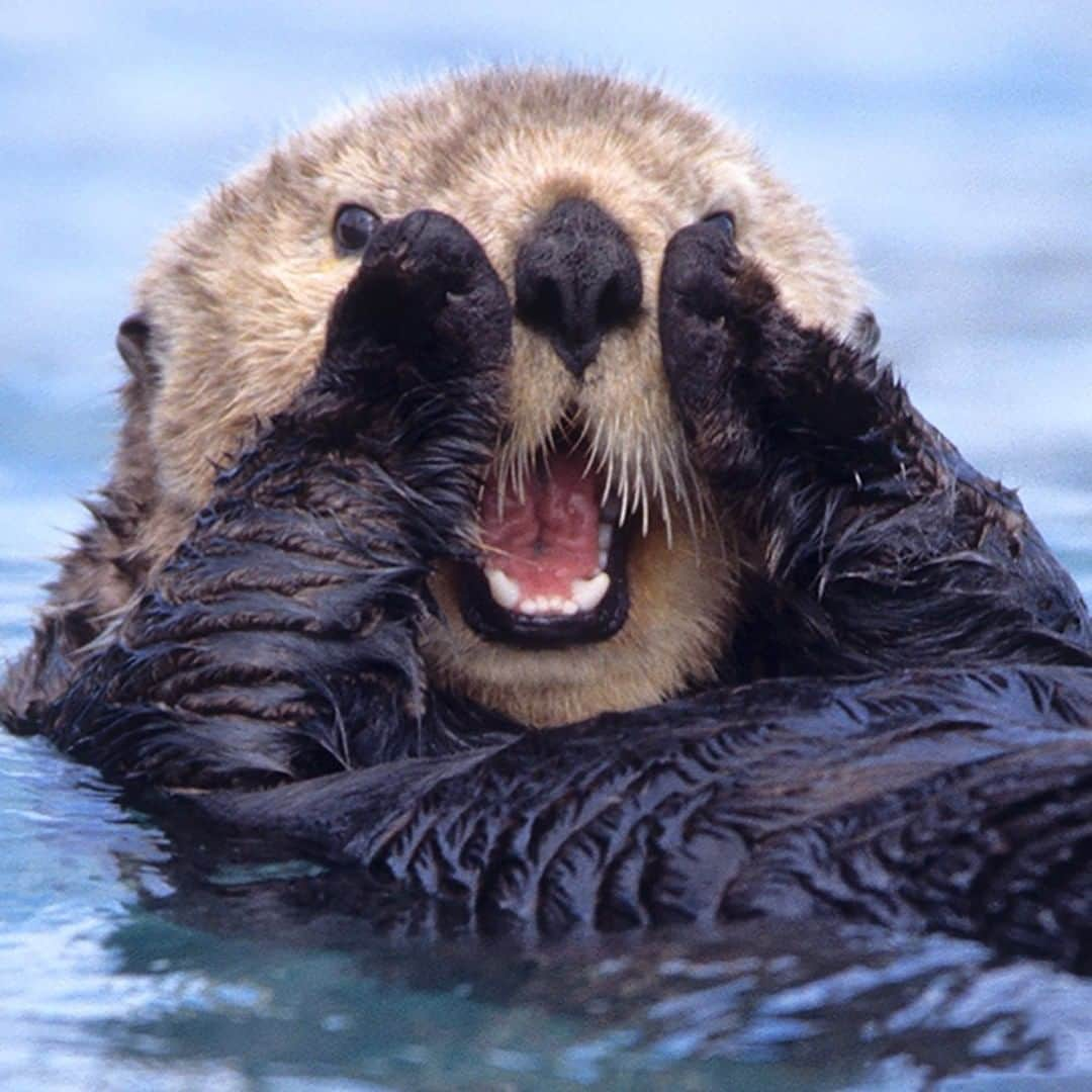 National Geographic Travelさんのインスタグラム写真 - (National Geographic TravelInstagram)「Photo by @DaisyGilardini | Sea otters are incredibly smart creatures that inhabit kelp forest, bay, and coastal water in the North Pacific Ocean. They eat clams, mussels, crab, sea urchins, and sea stars, among other species. They use tools, including rocks, to crush hard-shelled food. Because they have little body fat, sea otters have extremely warm fur to help insulate them. Follow me @DaisyGilardini for more images and stories behind the scenes. #seaotter #Alaska」6月1日 15時34分 - natgeotravel