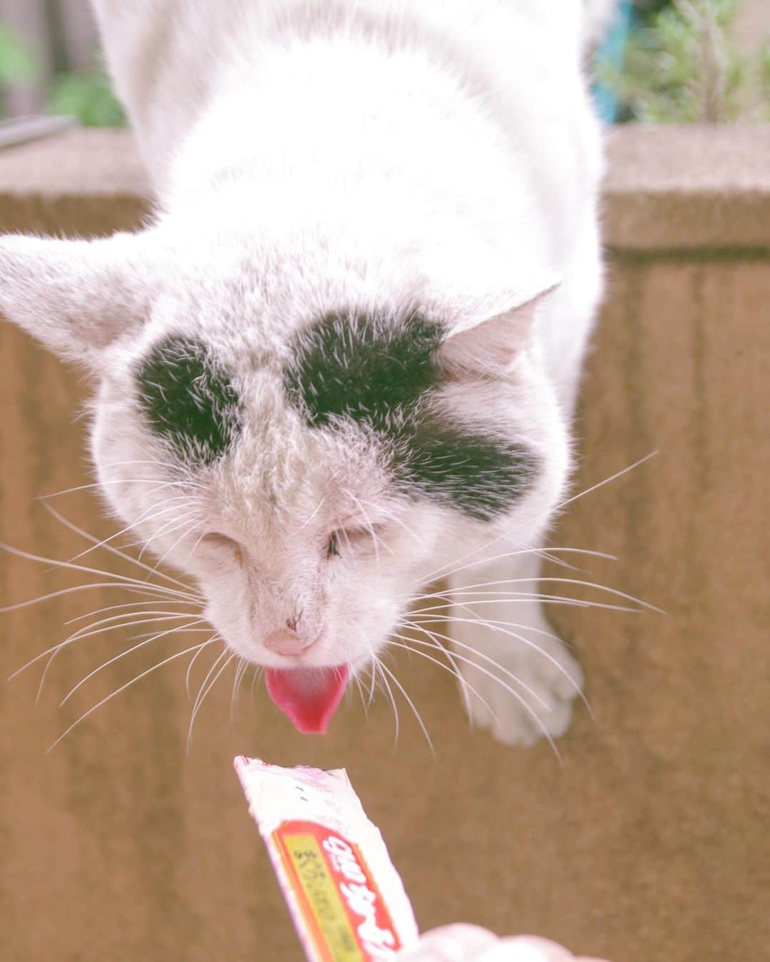 Kachimo Yoshimatsuさんのインスタグラム写真 - (Kachimo YoshimatsuInstagram)「そんなに美味しいのか！ #uchinonekora #nanakuro #ちゅーる  #neko #cat #catstagram #kachimo #猫 #ねこ #うちの猫ら http://kachimo.exblog.jp」6月1日 15時37分 - kachimo