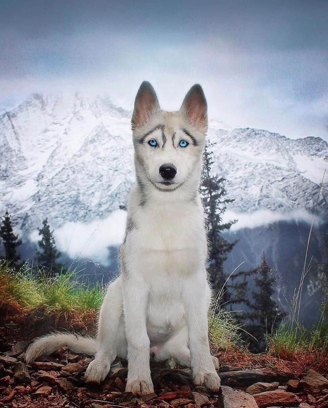 Earth Picsさんのインスタグラム写真 - (Earth PicsInstagram)「Husky ♥️♥️♥️ by @petit.loup.francais」6月1日 15時53分 - earthpix