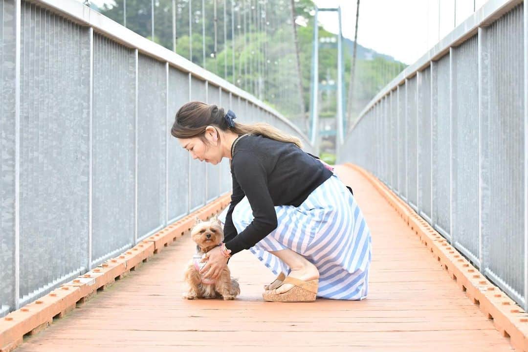 のインスタグラム：「ㅤㅤㅤㅤㅤㅤㅤㅤㅤㅤㅤㅤㅤㅤㅤ 🐶💬 me and my manager 😆 telling me where to sit and still. ルビーはカメラが大好きだよ。目をつぶってもカメラに顔は向けているんだから😆 ㅤㅤㅤㅤㅤㅤㅤㅤㅤㅤㅤㅤㅤㅤㅤ  こういう写真はなかなか撮ってもらえないから嬉しいな。 Photo credit @taka7388  #yorkie #ヨーキー #yorkshireterrier #ヨークシャテリア  #katespade #loveinspades #ケイトスペード #ラブインスペード」