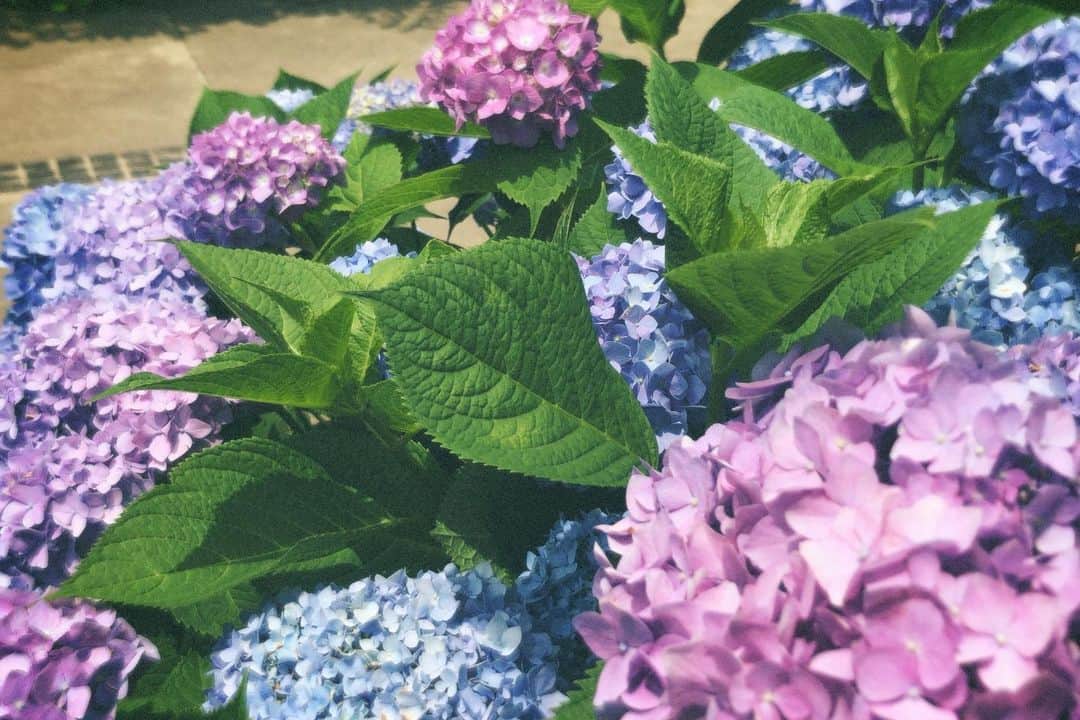 鈴木美羽さんのインスタグラム写真 - (鈴木美羽Instagram)「今日は4回も紫陽花を見たよ🔸 紫陽花のおかげで、大嫌いな梅雨も乗り切れそう！」6月1日 16時04分 - suzukimiu_0414