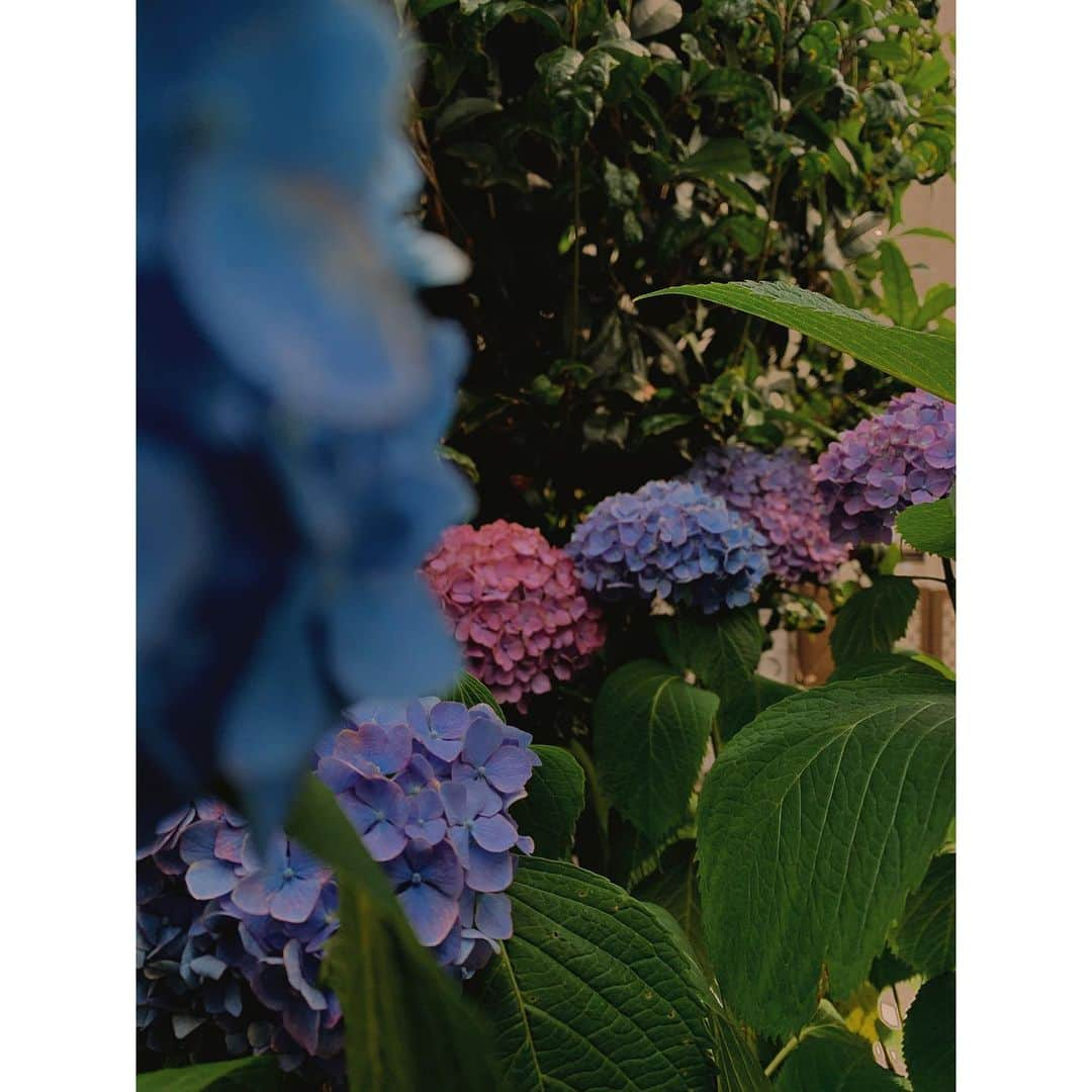 森田想さんのインスタグラム写真 - (森田想Instagram)「Hydrangea 2019」6月1日 16時08分 - kokoro_morita