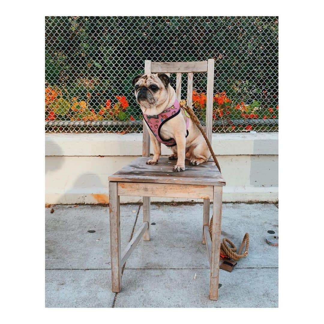 Melissa Santiagoのインスタグラム：「This chair was pretty rickety. Good thing she only weighs 15 lbs. 🙃 #LeicaHarrietPancakes #DailyPug #DiscardedChairsOfTheMission」