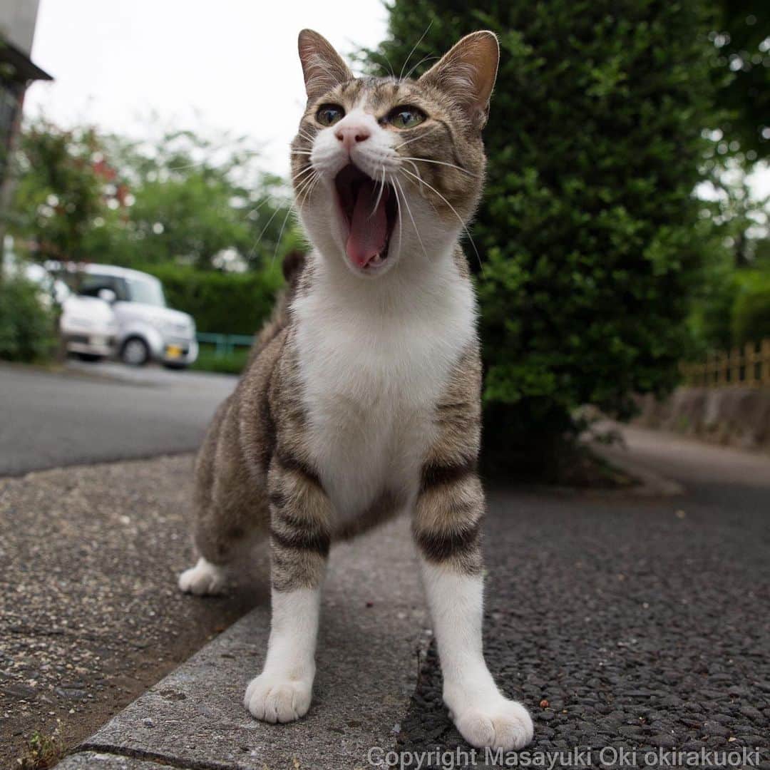 Masayukiさんのインスタグラム写真 - (MasayukiInstagram)「ビックリ！  #cat #ねこ」6月1日 16時37分 - okirakuoki
