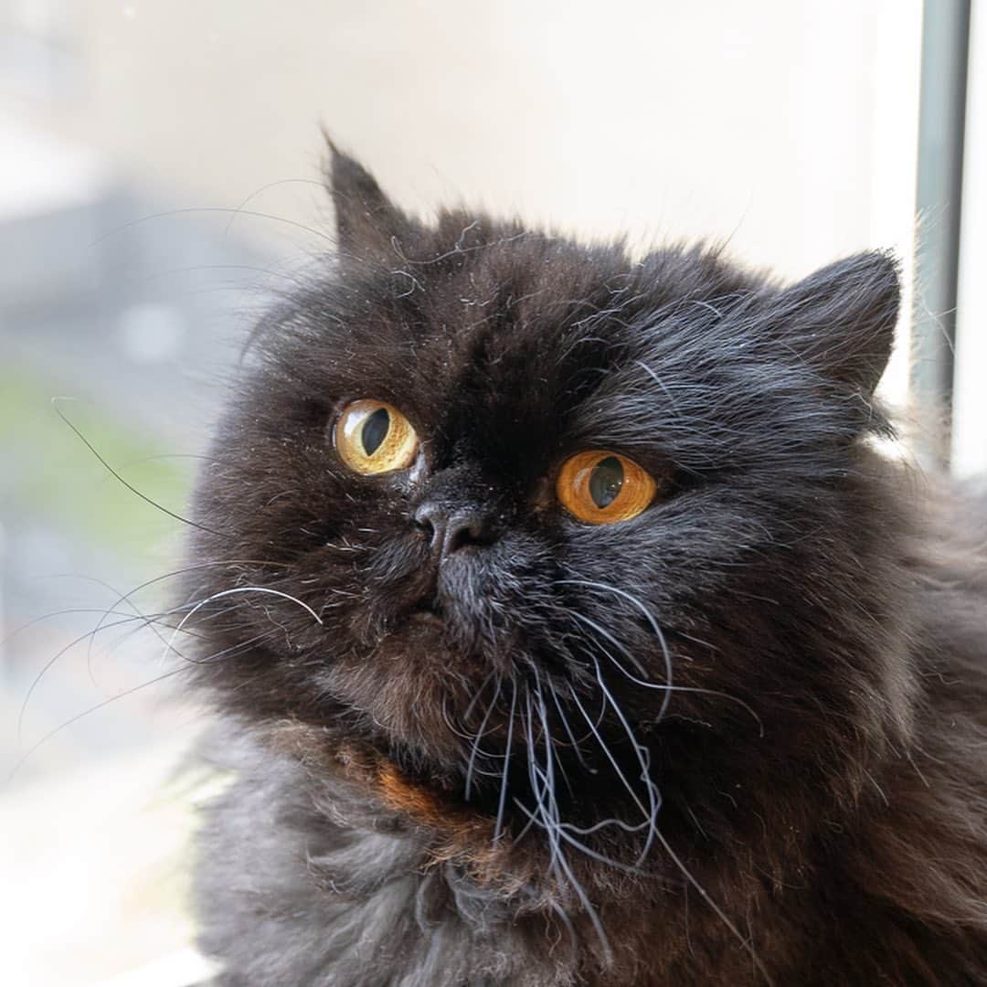 マアルのインスタグラム：「ぽっぽちゃん #🐱 #猫好きさんと繋がりたい #北海道 #旭川市 #ペットホテル #黒猫」