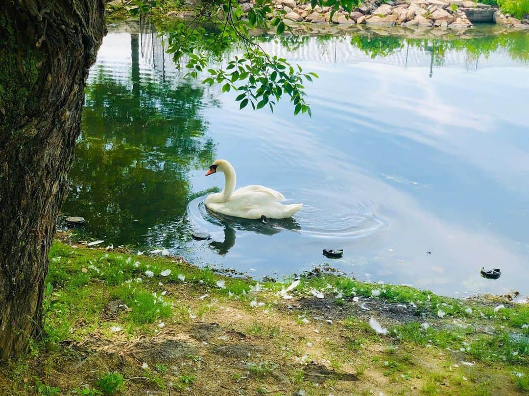 黒田絢子さんのインスタグラム写真 - (黒田絢子Instagram)「白鳥の湖だよ🦢♡ . . #白鳥の湖#お散歩#公園#photography#photo#iphone」6月1日 16時43分 - ayakokuroda_official