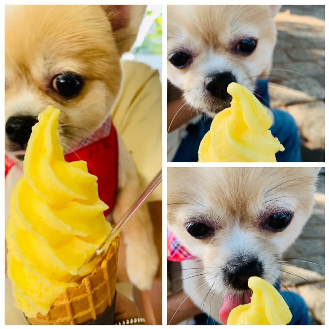 院長ヨモギダさんのインスタグラム写真 - (院長ヨモギダInstagram)「☀️🌈🍦 . . 🐕＋🙍‍♂＋🙍‍♀️ . . 休日散歩 🐾👣👣 . . .  #渋谷スポンジ 🌱 ハイクオリティ美容鍼 #鍼灸 #マッサージ #痩身 #ヘッドスパ 東京都渋谷区松濤1-28-6 麻生ビル2F☏‭0367127598‬ 🌻ご予約はHP又はお電話で 🌈 ‭www.shibuya-sponge.com‬ HPからブログもご覧下さい🐕 . . 🙊初回 全メニュー1000円OFF✨ 🙉1ヶ月以内リピート常時500円OFF✨ . 1⃣初回の方にプチギフト進呈🎁  2️⃣全員の方にクリスタルガイザー500mlボトルプレゼント💧 . 3⃣美容鍼施術の方に美容液たっぷり美容シートパック🦄プレゼント中🦄💓 . 4️⃣渋谷スポンジオリジナルステッカーご希望の方に差し上げてます！ . . .  #美容鍼灸 #美容鍼 #小顔 #美肌 #シミ #くすみ #腰痛 #肩こり #むくみ #乾燥肌 #肌荒れ #疲労 #たるみ #アンチエイジング  #偏頭痛  #眼精疲労 #乾燥肌 #骨盤調整 #筋膜リリース #姿勢改善 #肩甲骨はがし  #ポメチワ #ポメラニアン #チワワ #代々木公園」6月1日 16時43分 - shibuya_sponge