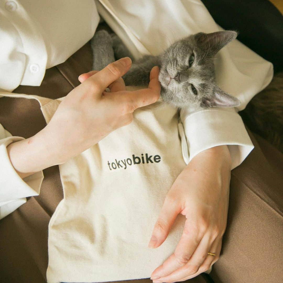 福田瞳さんのインスタグラム写真 - (福田瞳Instagram)「@cat_jeno くんの成長がたのしみである。 #tokyobike #cat#ロシアンブルー#ロシアンブルー子猫」6月1日 17時03分 - fukudahitomi610