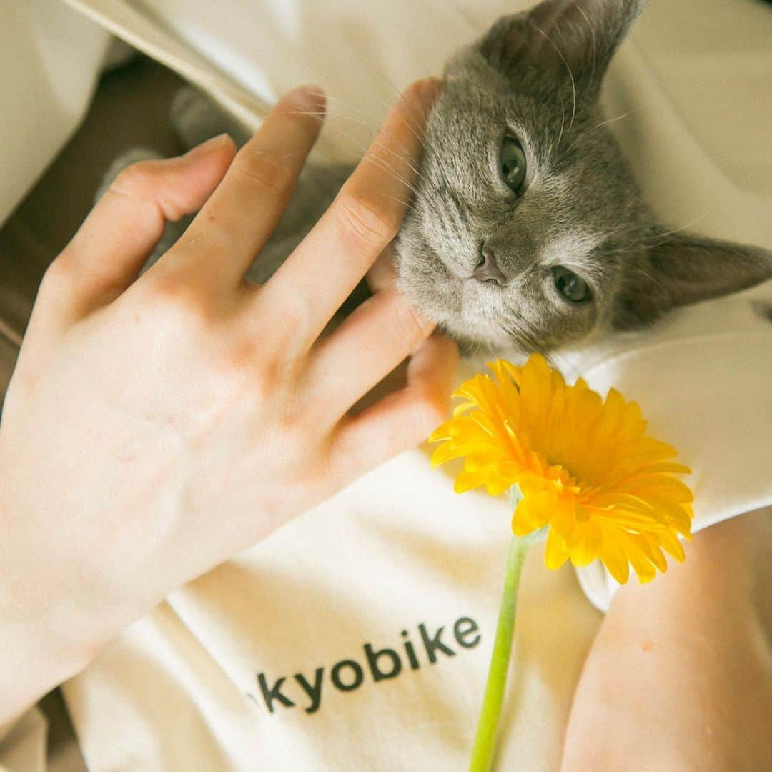 福田瞳さんのインスタグラム写真 - (福田瞳Instagram)「@cat_jeno くんの成長がたのしみである。 #tokyobike #cat#ロシアンブルー#ロシアンブルー子猫」6月1日 17時03分 - fukudahitomi610