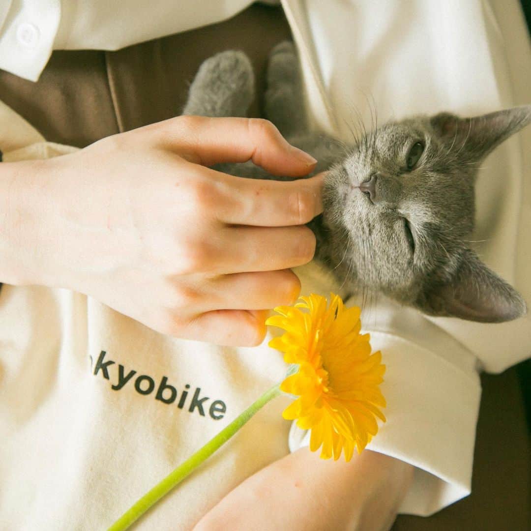福田瞳さんのインスタグラム写真 - (福田瞳Instagram)「@cat_jeno くんの成長がたのしみである。 #tokyobike #cat#ロシアンブルー#ロシアンブルー子猫」6月1日 17時03分 - fukudahitomi610