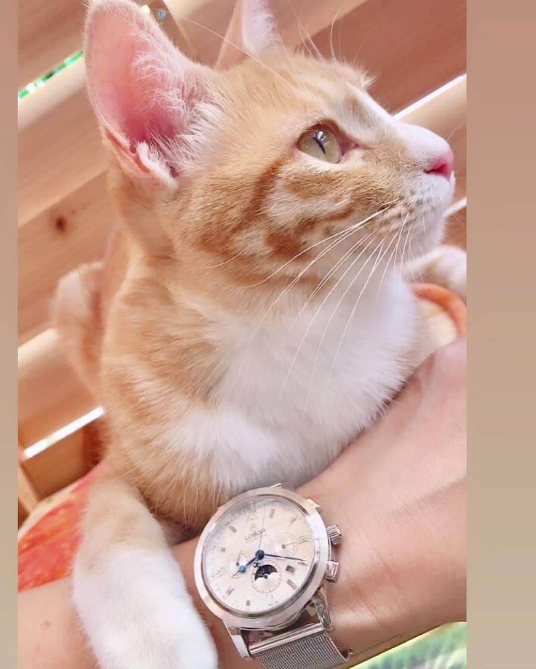 midoriさんのインスタグラム写真 - (midoriInstagram)「. . 1年前も、 @loborjapan  の腕時計⌚️. . . ビッグフェイスの腕時計は、コイちゃんの顔の大きさと一緒でした❤️❤️. . . . . . 『midorinotanbo521 』のクーポンコード使用で10パーセントオフになりますので、是非、お気に入りを見つけて下さい🤗🤗. . .  #lobor#ロバー#腕時計#時計 . .  #ねこ#猫#ねこすたぐらむ #にゃんこ  #にゃんすたぐらむ#ふわもこ部#茶トラ #みんねこ#ピクネコ#ねこらぶ #スタペ応募#ねこのきもち部#ペコねこ部 #instagram#catstagram#cats_of_instagram#ilovemycat」6月1日 17時17分 - midorinotanbo