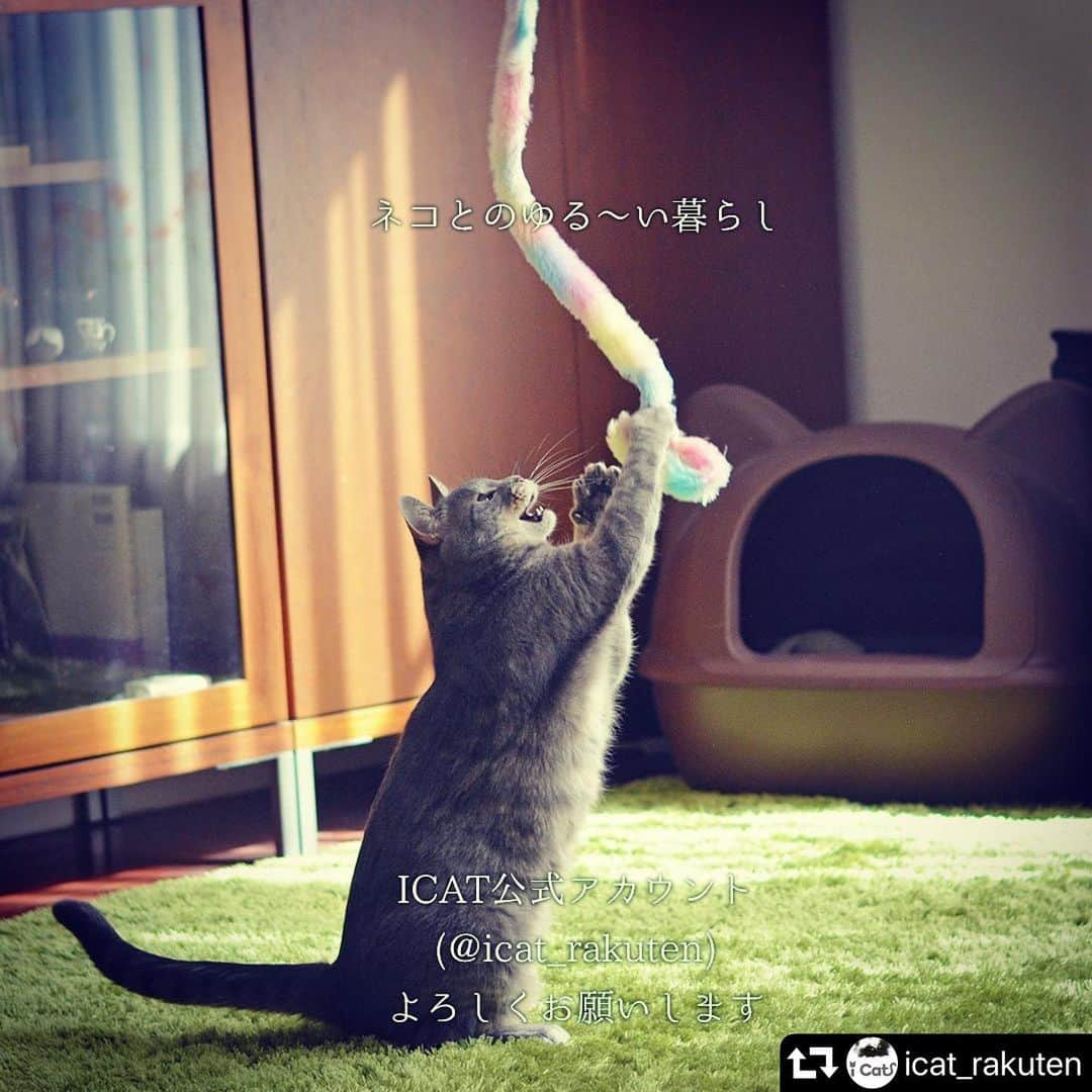 iDog&iCatさんのインスタグラム写真 - (iDog&iCatInstagram)「#repost @icat_rakuten ・・・ 新アカウント開設🐈 * いつもご愛顧ありがとうございます。 この度、IDOG&ICATより猫のグッズに特化したICAT楽天店舗の公式アカウントを開設致しました(=^x^=) (@icat_rakuten) ニャンコのためのグッズや、社猫、スタッフの愛猫、ICATグッズをご愛用中の皆様の猫ちゃんをご紹介していきたいと思います✨ * フォロワー様のために、ICAT楽天店舗でのイベントなどをいち早くお届け！ 猫のようにゆる〜く、癒されるような投稿を更新していきます。 たくさんのフォローお待ちしております🐱 * 今後ともICATアカウントもよろしくお願い致します✨ * #IDOGICAT #猫グッズICAT #猫 #ねこ #猫グッズ #猫用品」6月1日 17時10分 - idogicat