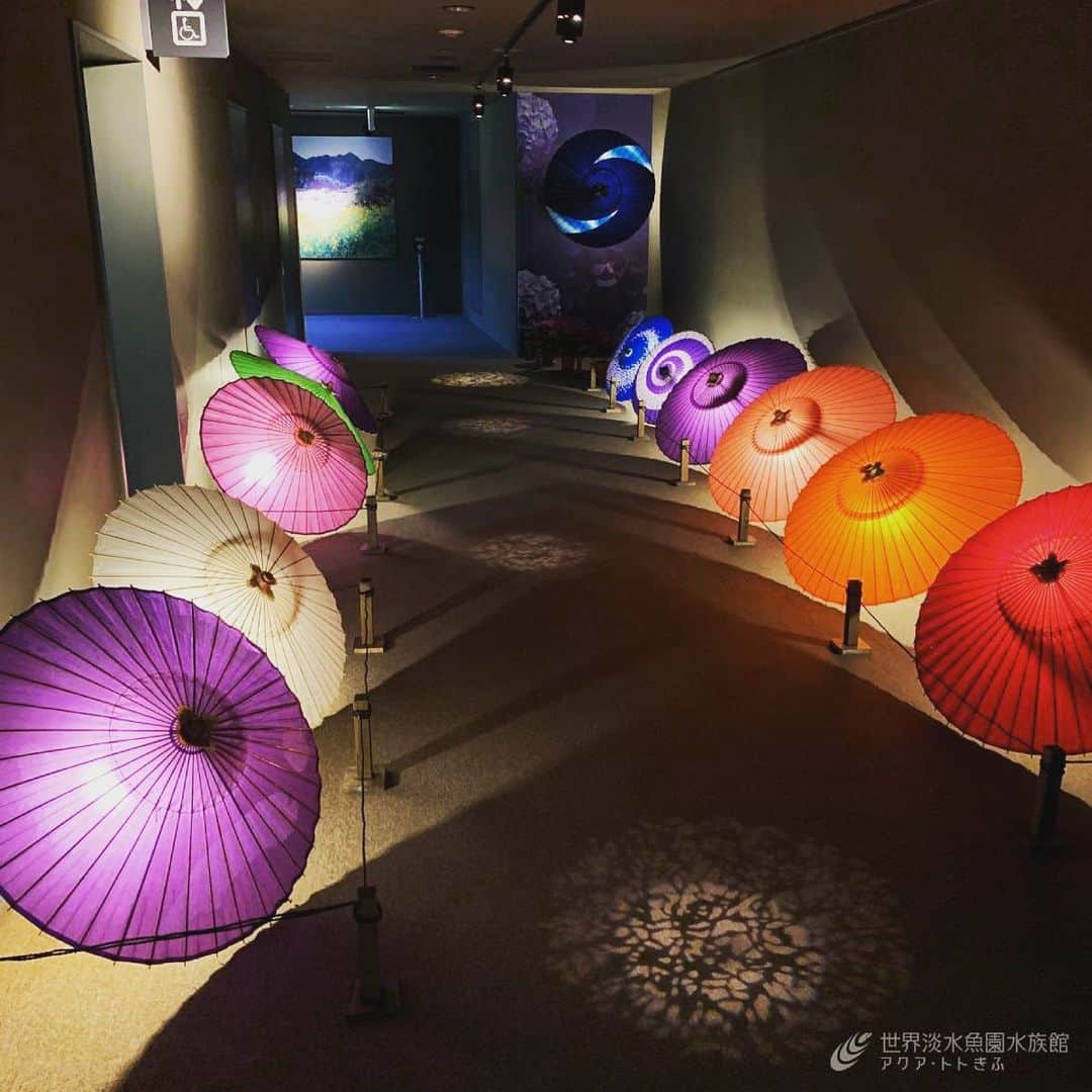 世界淡水魚園水族館 アクア・トト ぎふのインスタグラム：「梅雨入り間近のこの時期、岐阜の伝統産業の一つでもある美濃和傘の展示を始めました！ #アクアトト #アクアトトぎふ #アクアトト岐阜」