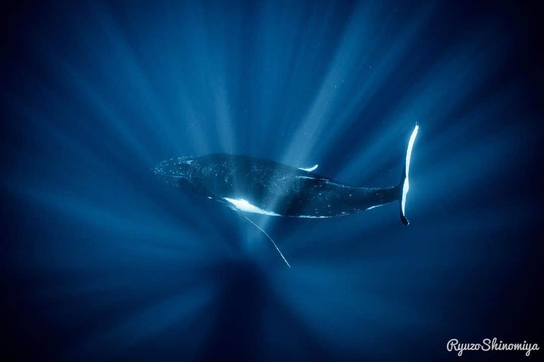 篠宮龍三のインスタグラム：「トンガツアー２０１９開催します。  ２５頭のヒートランや、のんびり動かない親子、シンガーなどにも会える可能性があります。いつも派手なパフォーマンスばかりではありませんが、トンガではクジラとの遭遇率は１００％です。  今年は、トンガに１５年以上通うカメラマンの越智隆治さんとのコラボウイークを設定させていただきました。  とてもスペシャルなツアーとなりますのでぜひご参加ください。  各週空席わずかです。 お早めに！  ❶８／２５（日）-９／１（日）　空席あり  ❷９／１（日）−８（日）　空席あり  ❸９／８（日）−１５（日）　空席あり ＊6/1現在  各週、ボート４日間、現地宿泊、経由地オークランド一泊、トンガ国内線往復込みで３５万円（税別）〜となります。 参加者の人数の増減によって値段が変動しますのでご了承ください。  別途、成田〜トンガタプまでの国際線エア往復がかかります。（ニュージーランド航空） 例年１２万円〜となっております。お手配のお手伝いも承ります。  詳細はお気軽にお問い合わせください。 ＊篠宮の現地アテンドはありませんが、上記日程以外でのご参加も可能です。お問い合わせください。  よろしくお願いします。  #whale #humpbackwhale  #whaleswim #freediving  #tonga #ホエールスイム #フリーダイビング #トンガ」
