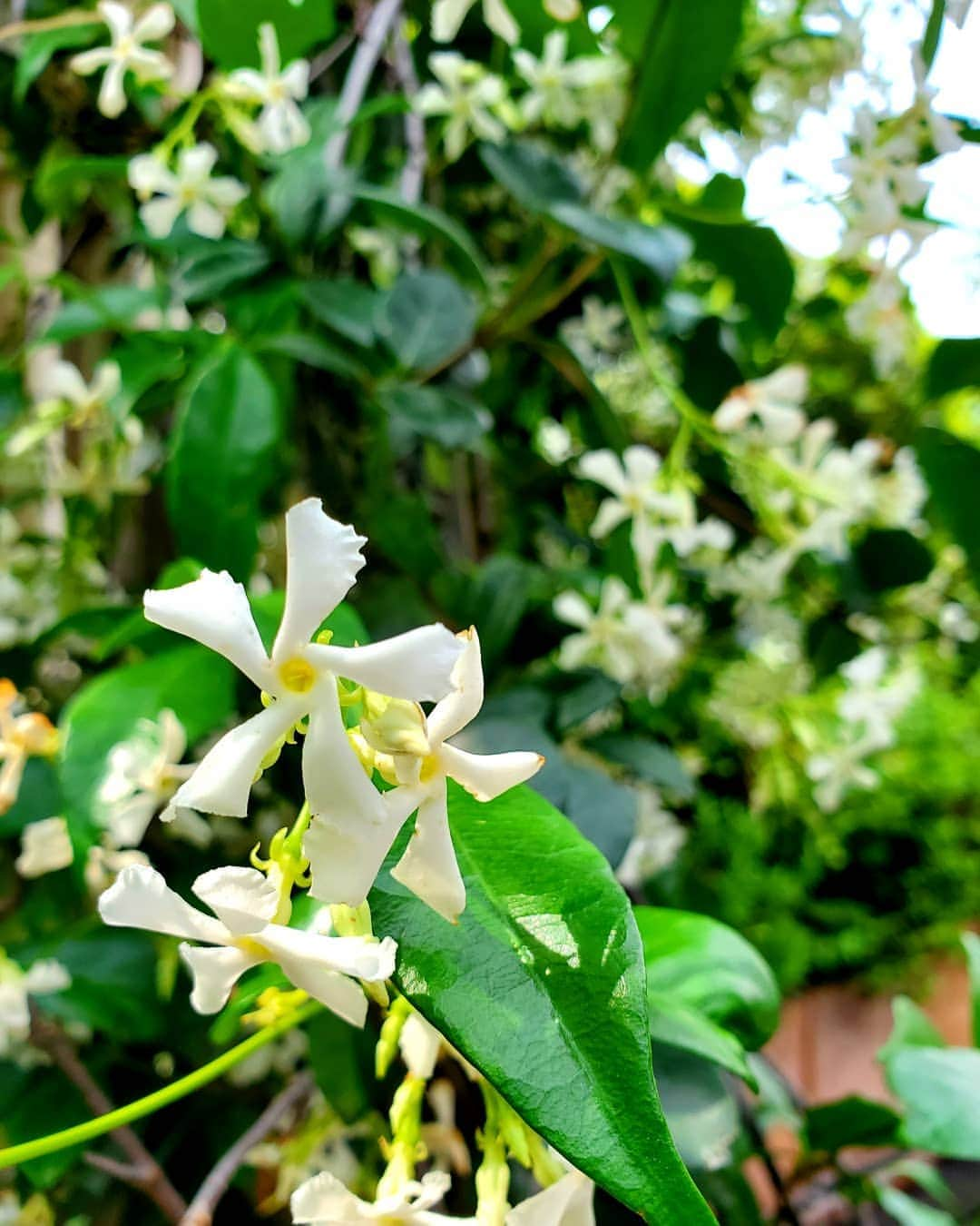 kokiさんのインスタグラム写真 - (kokiInstagram)「I have been taking so many pictures since I changed to Galaxy! The colours of the flowers and nature apear so beautifully. It makes me want to take more and more!」6月1日 17時27分 - koki