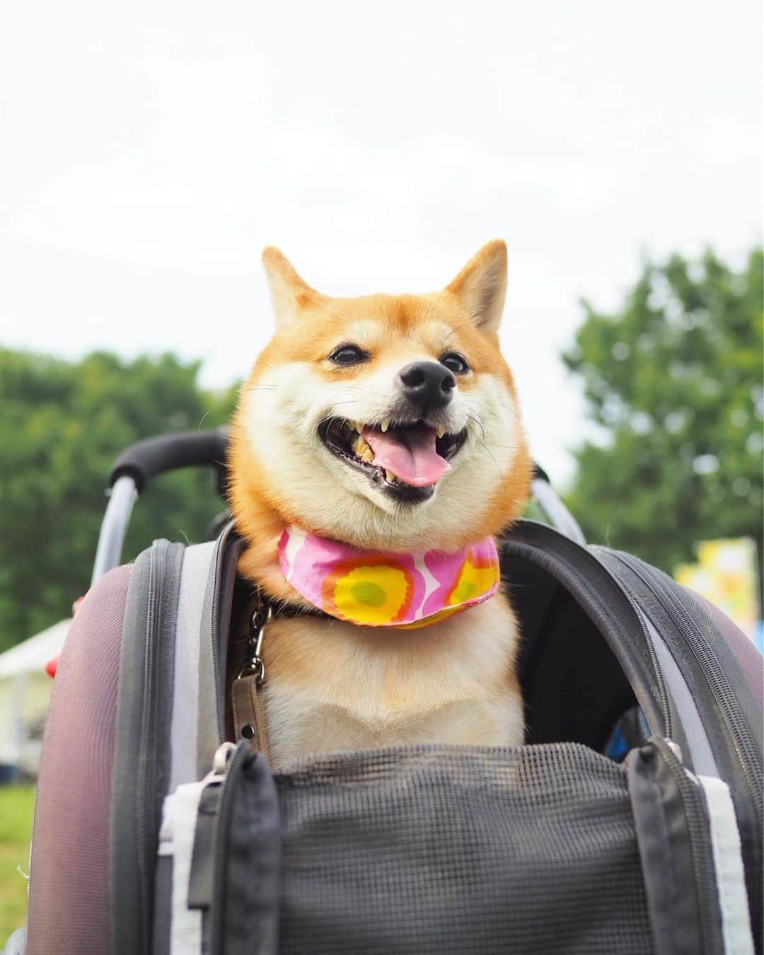 豆柴にこちゃんさんのインスタグラム写真 - (豆柴にこちゃんInstagram)「🐶 近所の公園いったら、 イベントやってて出店がたくさん出てたので コーヒー飲みながらお散歩✨ . にこちゃん、 ものすごいたくさん歩いたんだけど 右足のケンケンが多かったなぁ🙄💦 ※最後の動画参照。 . でも痛がることもなく、 颯爽とケンケンして走り抜くから 本人は慣れちゃってるのかも😅 . #にこの右足闘病記 . #柴犬#豆柴#pecoいぬ部#犬#わんこ#犬#ここ柴部#shibainu#dog#mameshiba#pecotv#dog#いぬのきもち部#しばいぬ#しばけん#こいぬ#シバイヌ#いぬ#イヌ#赤柴#マメシバ#ペット#日本犬#子犬#puppy#doggo#pet」6月1日 17時29分 - nikochan.mame48