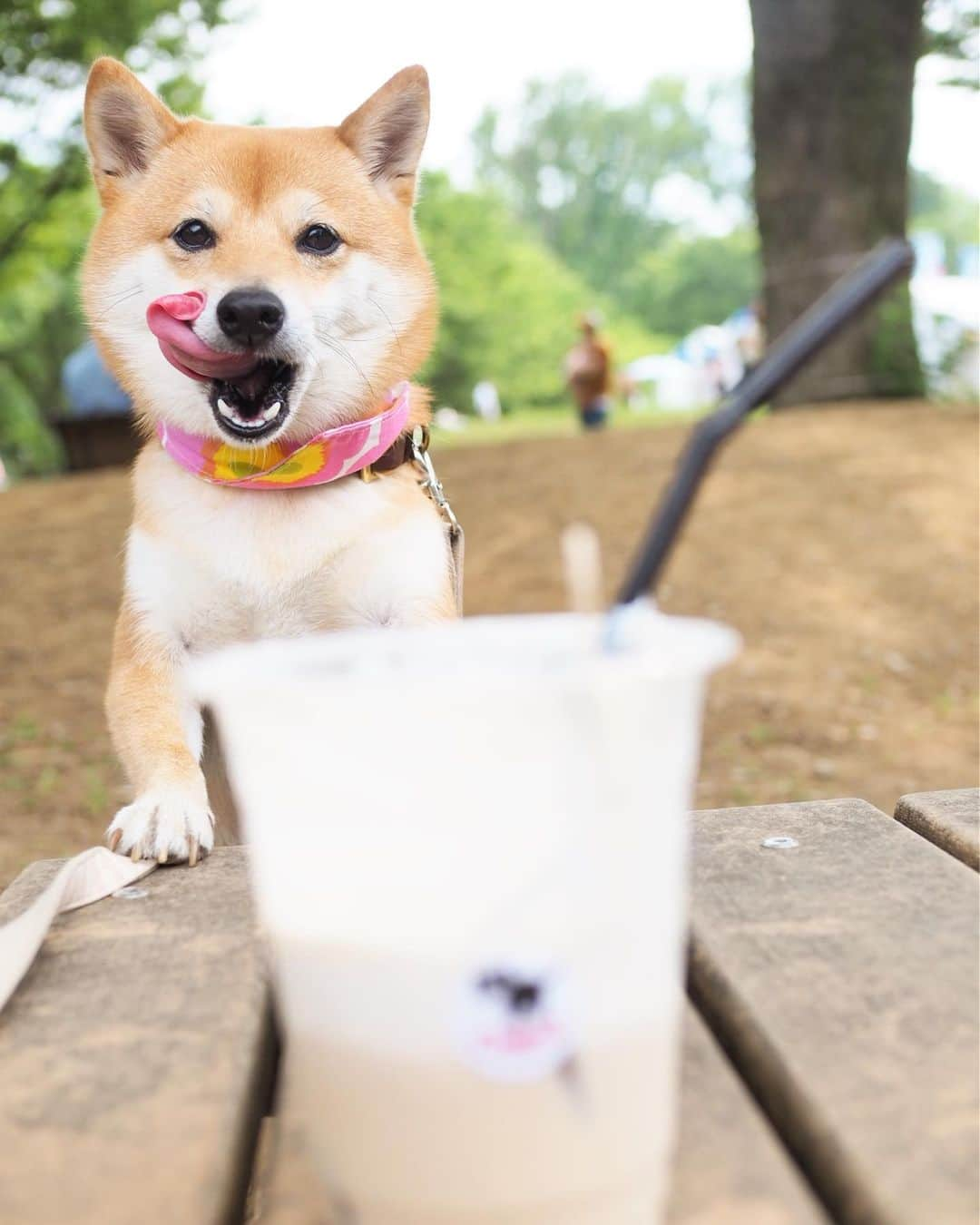 豆柴にこちゃんさんのインスタグラム写真 - (豆柴にこちゃんInstagram)「🐶 近所の公園いったら、 イベントやってて出店がたくさん出てたので コーヒー飲みながらお散歩✨ . にこちゃん、 ものすごいたくさん歩いたんだけど 右足のケンケンが多かったなぁ🙄💦 ※最後の動画参照。 . でも痛がることもなく、 颯爽とケンケンして走り抜くから 本人は慣れちゃってるのかも😅 . #にこの右足闘病記 . #柴犬#豆柴#pecoいぬ部#犬#わんこ#犬#ここ柴部#shibainu#dog#mameshiba#pecotv#dog#いぬのきもち部#しばいぬ#しばけん#こいぬ#シバイヌ#いぬ#イヌ#赤柴#マメシバ#ペット#日本犬#子犬#puppy#doggo#pet」6月1日 17時29分 - nikochan.mame48