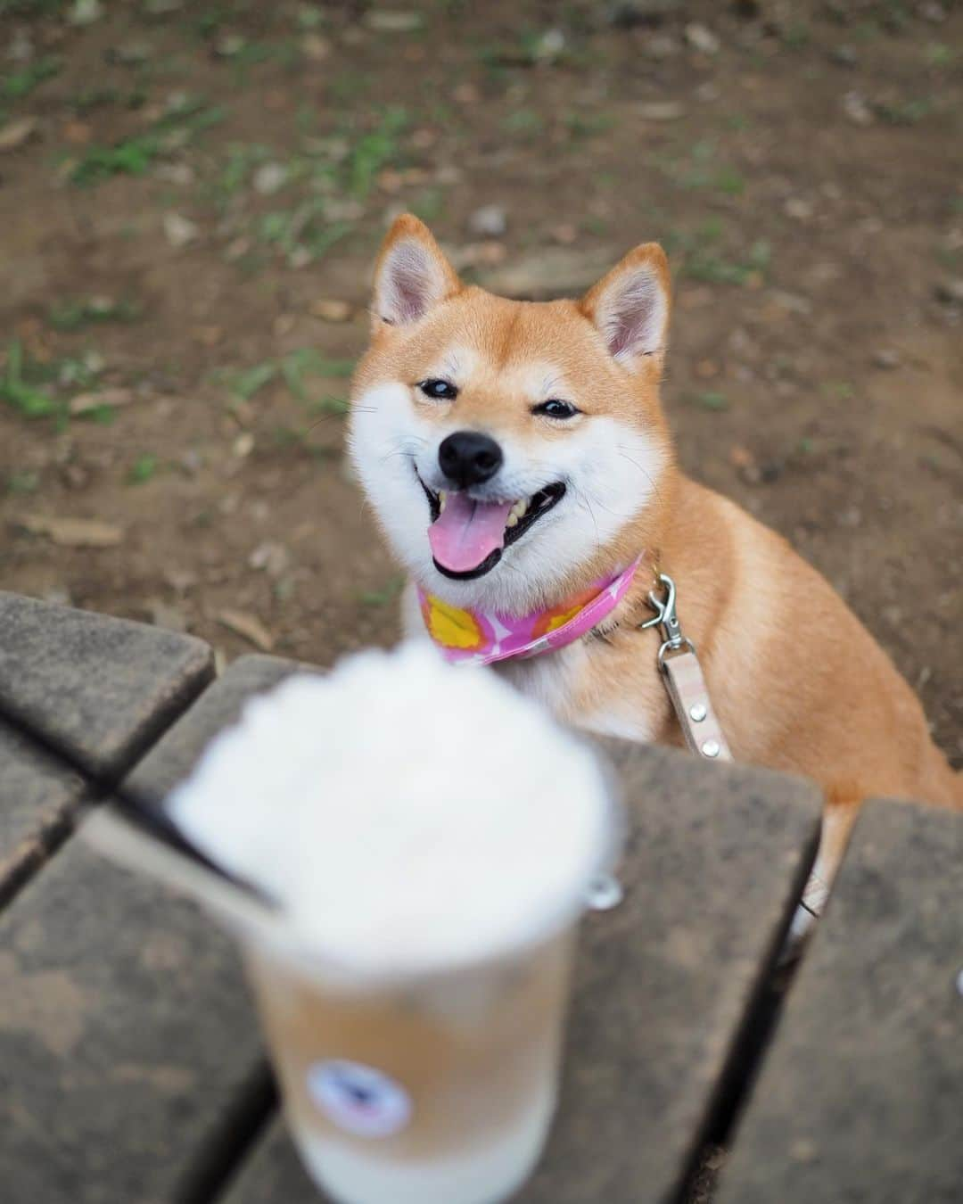 豆柴にこちゃんさんのインスタグラム写真 - (豆柴にこちゃんInstagram)「🐶 近所の公園いったら、 イベントやってて出店がたくさん出てたので コーヒー飲みながらお散歩✨ . にこちゃん、 ものすごいたくさん歩いたんだけど 右足のケンケンが多かったなぁ🙄💦 ※最後の動画参照。 . でも痛がることもなく、 颯爽とケンケンして走り抜くから 本人は慣れちゃってるのかも😅 . #にこの右足闘病記 . #柴犬#豆柴#pecoいぬ部#犬#わんこ#犬#ここ柴部#shibainu#dog#mameshiba#pecotv#dog#いぬのきもち部#しばいぬ#しばけん#こいぬ#シバイヌ#いぬ#イヌ#赤柴#マメシバ#ペット#日本犬#子犬#puppy#doggo#pet」6月1日 17時29分 - nikochan.mame48