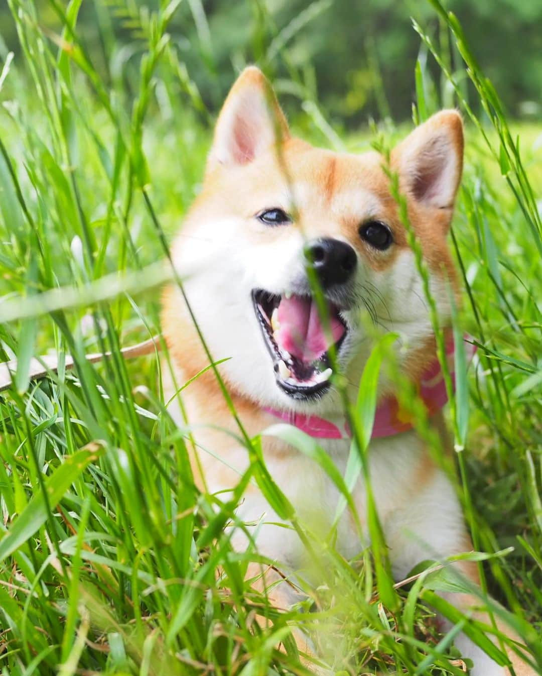 豆柴にこちゃんさんのインスタグラム写真 - (豆柴にこちゃんInstagram)「🐶 近所の公園いったら、 イベントやってて出店がたくさん出てたので コーヒー飲みながらお散歩✨ . にこちゃん、 ものすごいたくさん歩いたんだけど 右足のケンケンが多かったなぁ🙄💦 ※最後の動画参照。 . でも痛がることもなく、 颯爽とケンケンして走り抜くから 本人は慣れちゃってるのかも😅 . #にこの右足闘病記 . #柴犬#豆柴#pecoいぬ部#犬#わんこ#犬#ここ柴部#shibainu#dog#mameshiba#pecotv#dog#いぬのきもち部#しばいぬ#しばけん#こいぬ#シバイヌ#いぬ#イヌ#赤柴#マメシバ#ペット#日本犬#子犬#puppy#doggo#pet」6月1日 17時29分 - nikochan.mame48