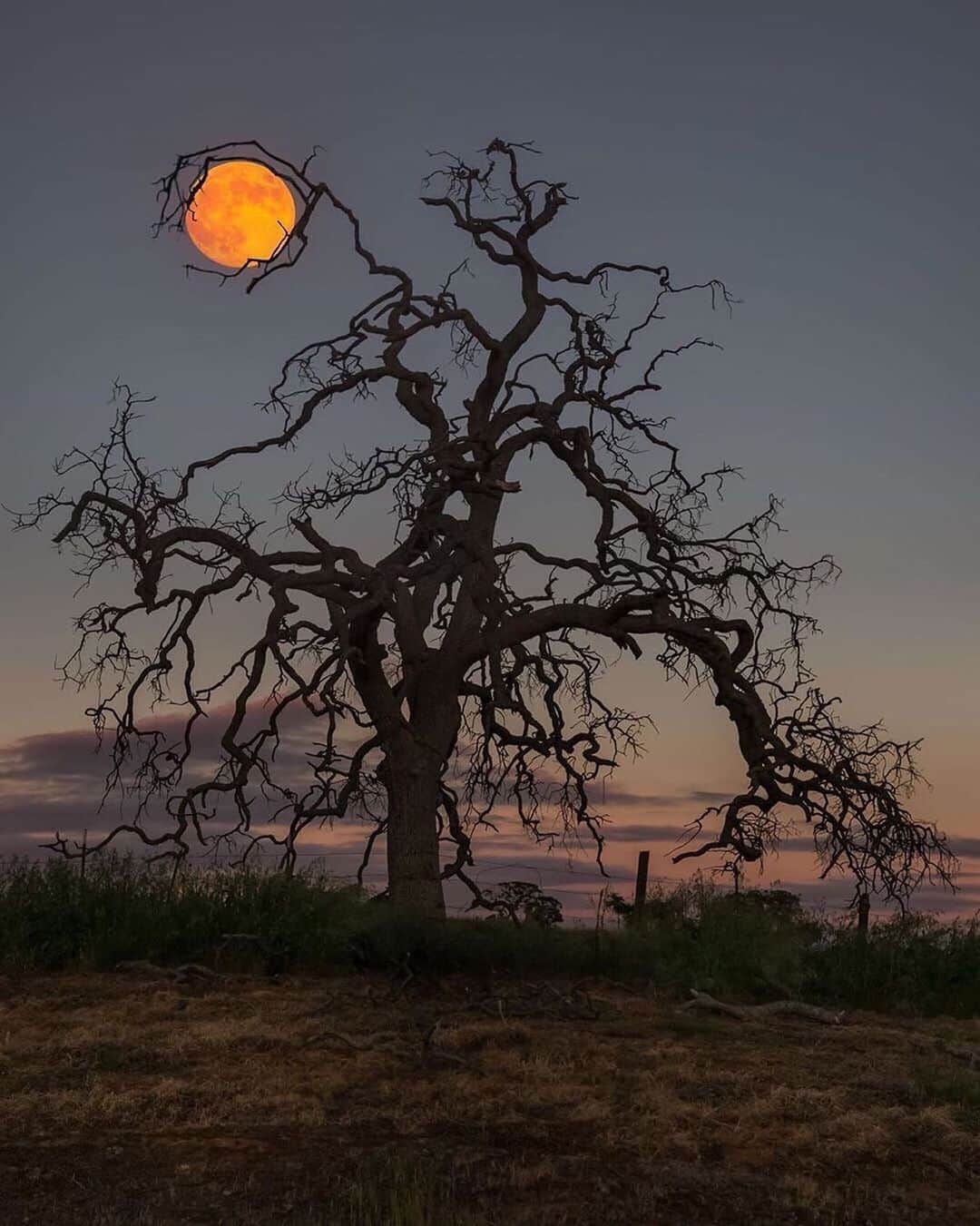 Canon Photographyさんのインスタグラム写真 - (Canon PhotographyInstagram)「// @a_guy_named_eric  Tree holding the moon! Very creative perspective!  Quiz: First three people to name the average distance of the earth to moon (in km’s) get a story shoutout! Gooo!  Shot on Canon 5D mark III  #cali #california #moon #trees #tree_shotz #perspective #composition」6月1日 17時43分 - cpcollectives