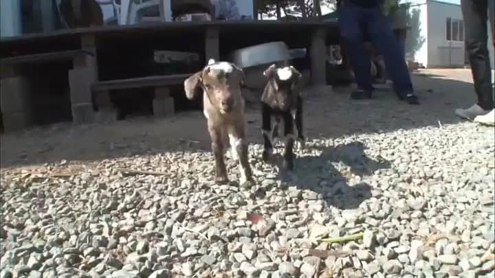 天才！志村どうぶつ園のインスタグラム