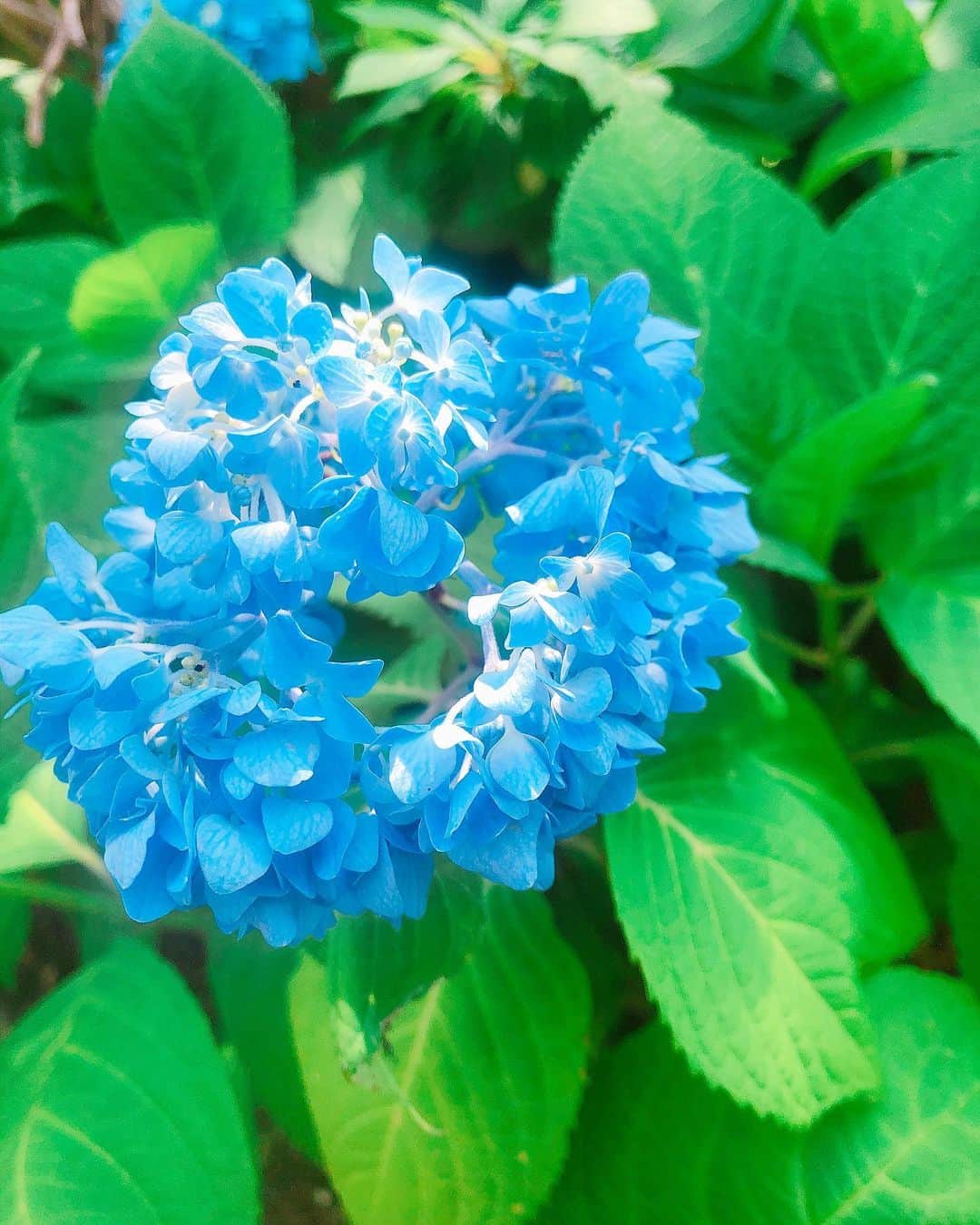 坂本 愛玲菜のインスタグラム