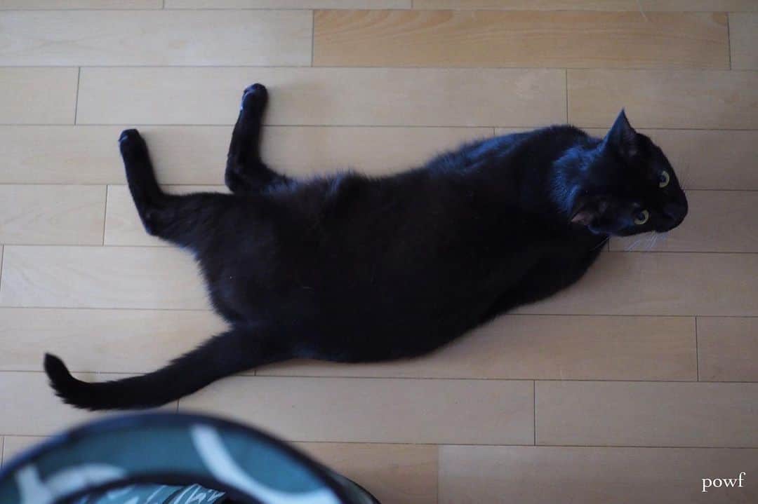 anemone_69のインスタグラム：「. Hello June! . . #ハカセとキョウジュ #blackcat #黒猫 #cat #猫 #保護猫 . . .」
