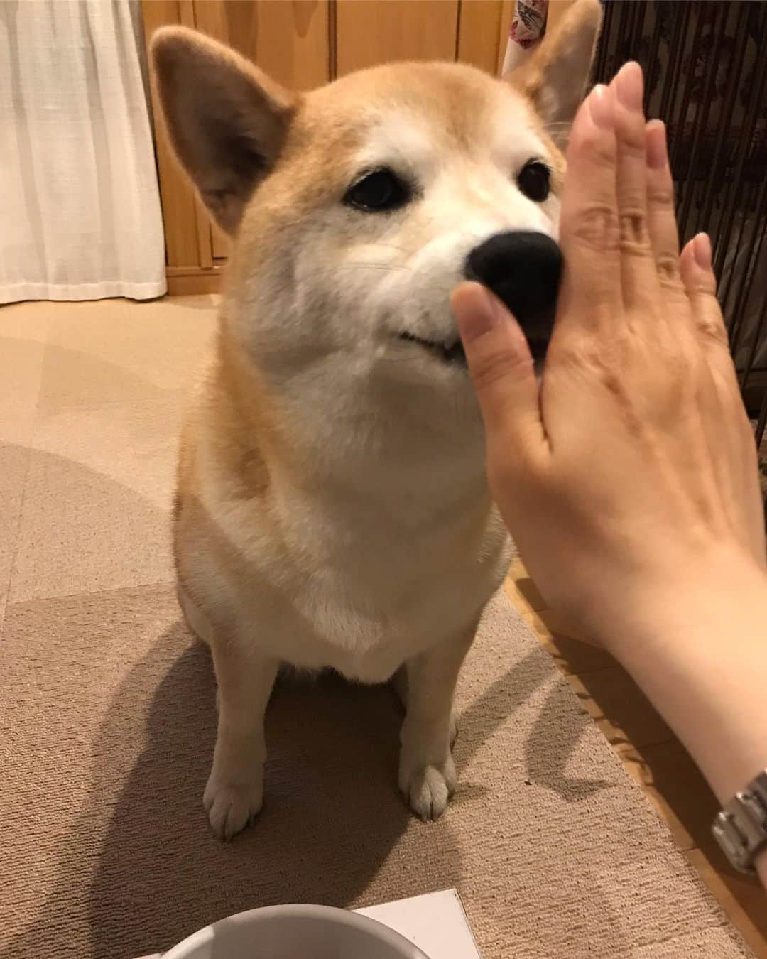 柴犬のモモさんのインスタグラム写真 - (柴犬のモモInstagram)「ご心配をおかけしております。 モモさんの晩御飯。食べなかった朝の分に、ウェットフードを乗せました。ガツガツ食べすぎでは⁉︎ #いぬ #イヌ #犬 #柴犬 #赤柴 #日本犬 #犬バカ部 #ふわもこ部 #いぬら部 #癒しわんこ #柴犬マニア #犬のいる暮らし #口角キュキュッと部 #shiba #shibainu #shibadog #dogstagram #dogsofinstagram #shibastagram #shibasofinstagram #shibamania #inu #instadog #toyota_dog」6月1日 19時15分 - shi_ba_i_nu_momo