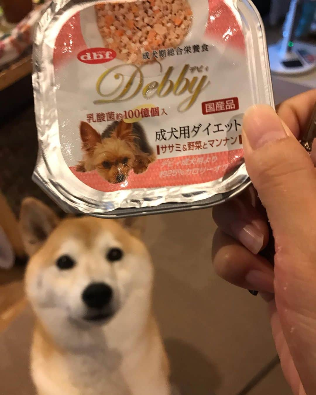 柴犬のモモさんのインスタグラム写真 - (柴犬のモモInstagram)「ご心配をおかけしております。 モモさんの晩御飯。食べなかった朝の分に、ウェットフードを乗せました。ガツガツ食べすぎでは⁉︎ #いぬ #イヌ #犬 #柴犬 #赤柴 #日本犬 #犬バカ部 #ふわもこ部 #いぬら部 #癒しわんこ #柴犬マニア #犬のいる暮らし #口角キュキュッと部 #shiba #shibainu #shibadog #dogstagram #dogsofinstagram #shibastagram #shibasofinstagram #shibamania #inu #instadog #toyota_dog」6月1日 19時15分 - shi_ba_i_nu_momo