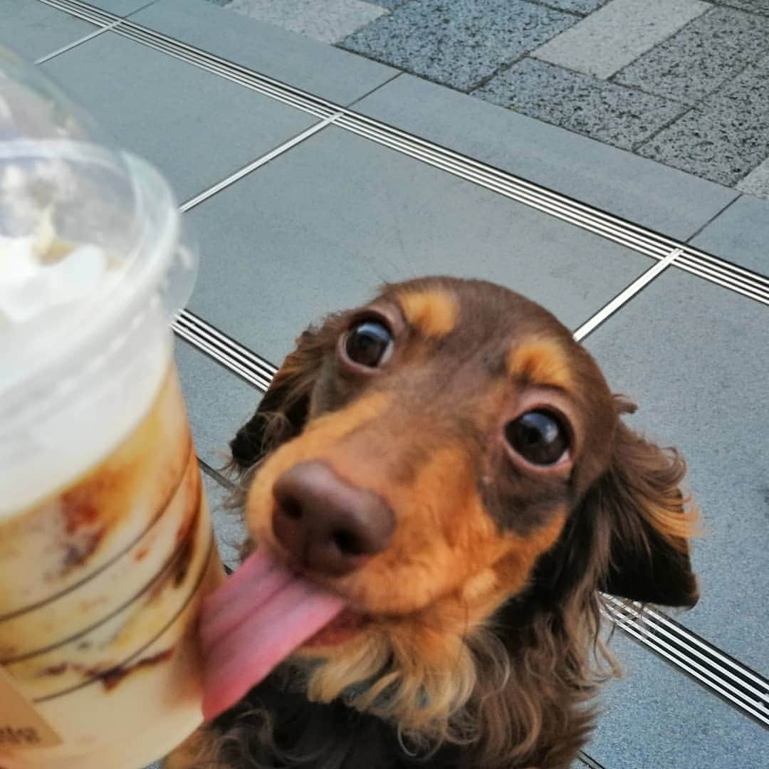 ななこさんのインスタグラム写真 - (ななこInstagram)「ペロリ😋 ※ ※ #犬 #愛犬 #ダックス #カニンヘン　 #dog #dachshund #dogstagram  #doxie #instadog #instadachshund  #petstagram #dachshundsofinstagram」6月1日 19時27分 - nanaco_dachs