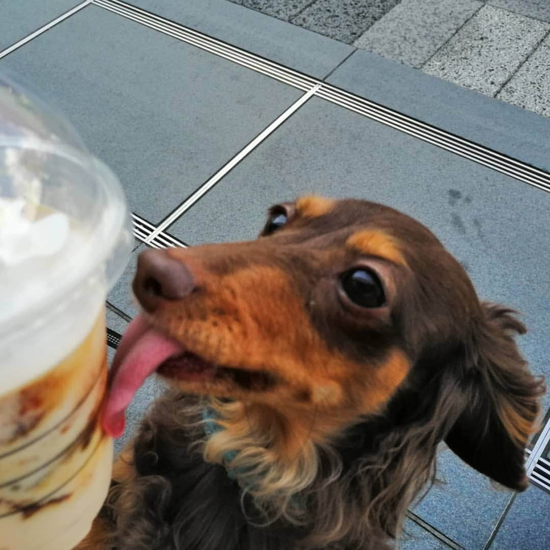 ななこさんのインスタグラム写真 - (ななこInstagram)「ペロリ😋 ※ ※ #犬 #愛犬 #ダックス #カニンヘン　 #dog #dachshund #dogstagram  #doxie #instadog #instadachshund  #petstagram #dachshundsofinstagram」6月1日 19時27分 - nanaco_dachs