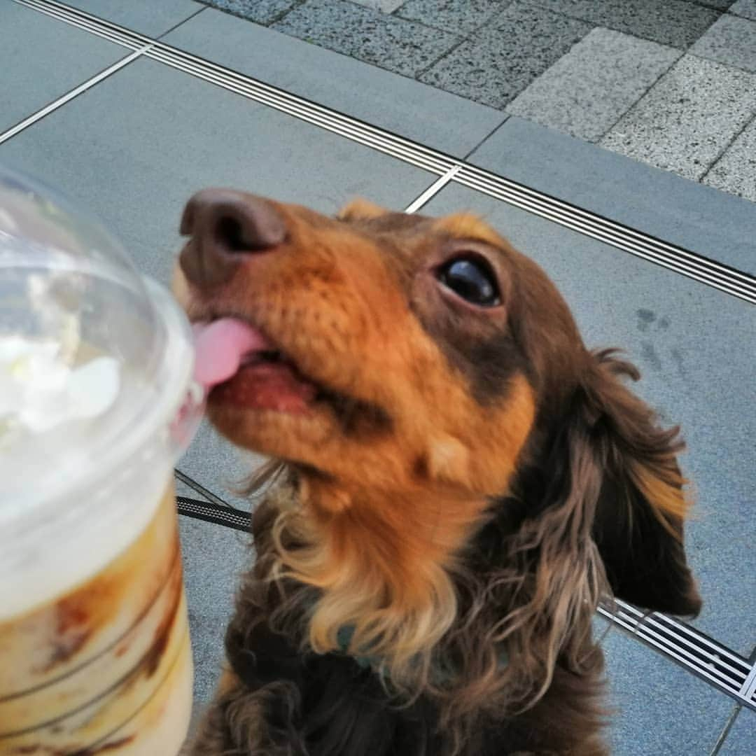 ななこさんのインスタグラム写真 - (ななこInstagram)「ペロリ😋 ※ ※ #犬 #愛犬 #ダックス #カニンヘン　 #dog #dachshund #dogstagram  #doxie #instadog #instadachshund  #petstagram #dachshundsofinstagram」6月1日 19時27分 - nanaco_dachs