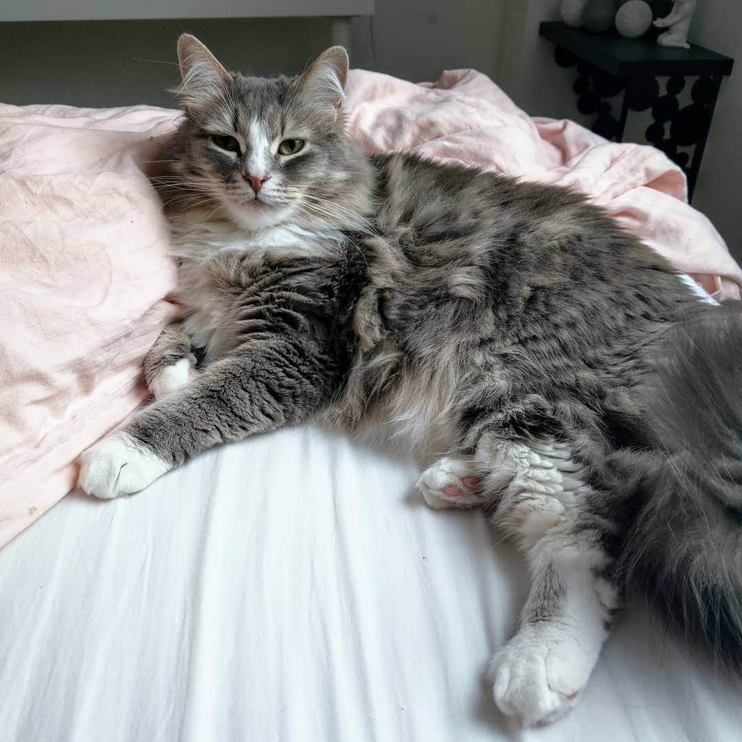 Nila & Miloさんのインスタグラム写真 - (Nila & MiloInstagram)「Yes, Caturday has indeed commenced. 😻😴 #Caturday #caturdaycuties #sleepingin #siberiansofinstagram #siberiancatsofinstagram」6月1日 19時26分 - nilamilo