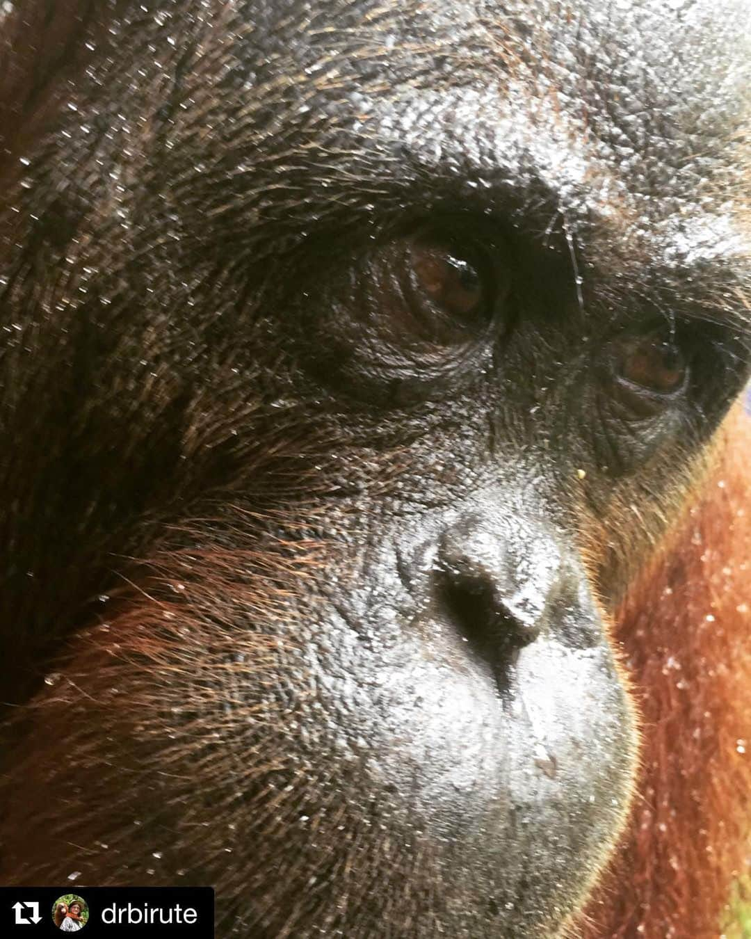 OFI Australiaさんのインスタグラム写真 - (OFI AustraliaInstagram)「Repost from @drbirute The wise face of one of my #Orangutan friends, an adult female I have known for years who has lived in the wild most of her adult life after being rehabilitated and released from Orangutan Foundation International’s (OFI) Care Center and Quarantine in Central Indonesian Borneo. But she still remembers the friendship we have shared  all these years and comes and sits beside me when I am in her forest. | If you would like your photo's featured by us please tag your images with #ofi_australia and we will credit you! 🐒 _____________________________________________ 🐒 OFIA Founder: Kobe Steele 💌 kobe@ofiaustralia.com | OFIA Patron and Ambassador: @drbirute @orangutanfoundationintl | OFIA Volunteers: Clare @clarelh89 |  www.orangutanfoundation.org.au 🐒  #orangutan #orphan #rescue #rehabilitate #release #BornToBeWild #Borneo #Indonesia #CampLeakey #orangutans #savetheorangutans #sayNOtopalmoil #palmoil #deforestation #destruction #rainforest #instagood #photooftheday #environment #nature #instanature #endangeredspecies #criticallyendangered #wildlife #orangutanfoundationintl #ofi #drbirute #ofi_australia #ofia #FosterAnOrangutanToday」6月1日 19時36分 - ofi_australia