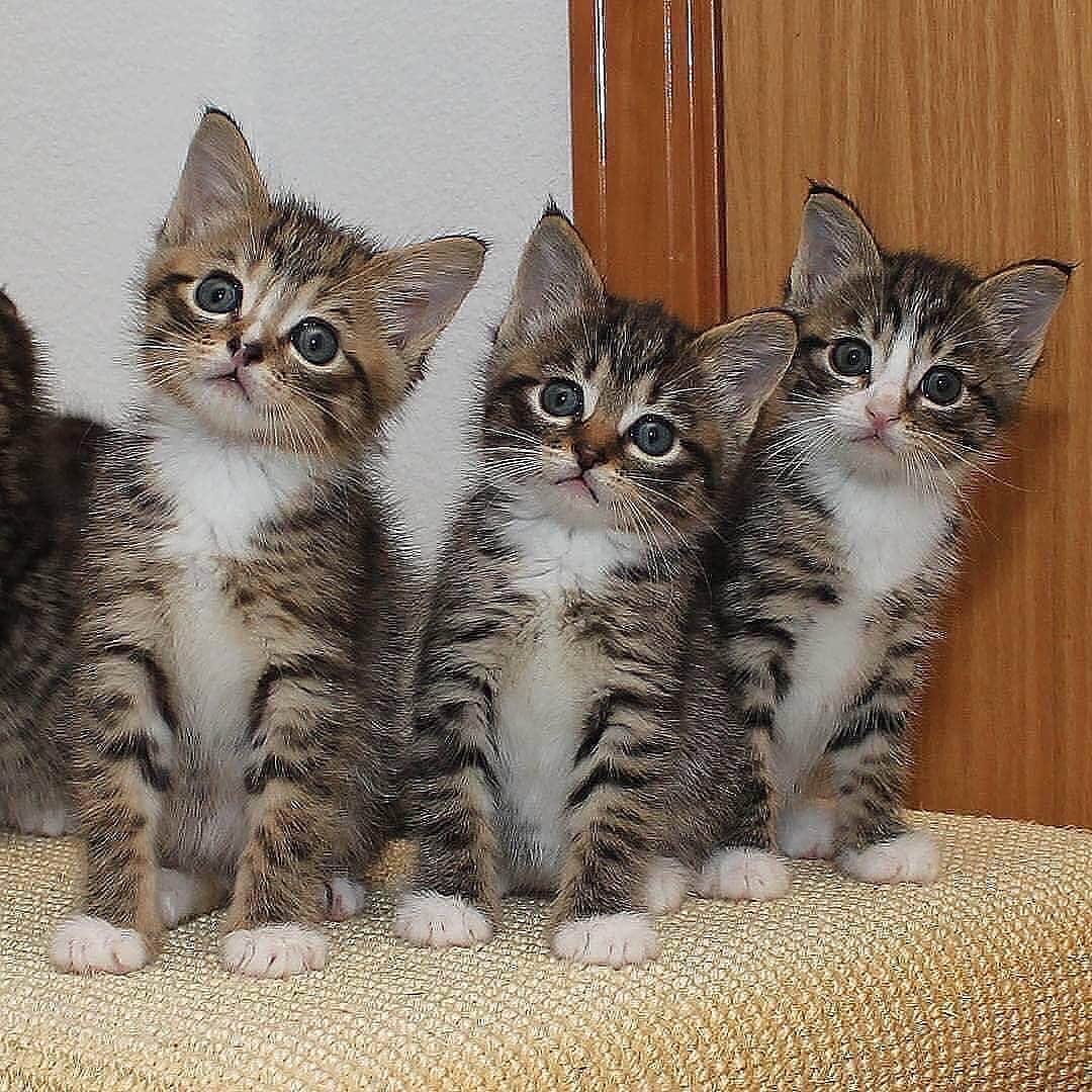 Cute Pets Dogs Catsさんのインスタグラム写真 - (Cute Pets Dogs CatsInstagram)「Hello cats!🐈💕🐈💕🐈 ⠀⠀⠀⠀⠀⠀⠀⠀⠀ Notification ON 💙 #kittens_of_world and follow us to be featured 😸 From: @love2foster  #kitty #cats #kitten #kittens #kedi #katze #แมว #猫 #ねこ #ネコ #貓 #고양이 #Кот #котэ #котик #кошка #cutecats #cutest #meow #kittycat #topcatphoto #kittylove #mycat #instacats #instacat #ilovecat #kitties #gato #kittens #kitten」6月1日 19時35分 - dailycatclub