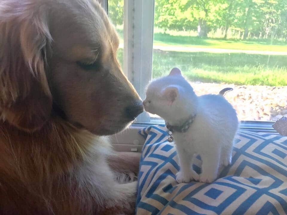 モヒートさんのインスタグラム写真 - (モヒートInstagram)「2 years ago today💜 mom thinks this is her favorite photo of us🐾 what do you think?! ------------------------------- #goldensofig #goldenretriever  #goldenretrieversofinstagram #betterwithpets #dogsofig  #dogsofinstagram #fluffypack #gloriousgoldens #welovegoldens #ilovemydog #goldenlife #bestwoof #ProPlanDog #ilovegolden_retrievers #mydogiscutest #retrieversgram #dogsofcle  #babykitten #specialneedscats #cuteaf #weratedogs #ratemydog」6月1日 19時42分 - mojito_rose_family