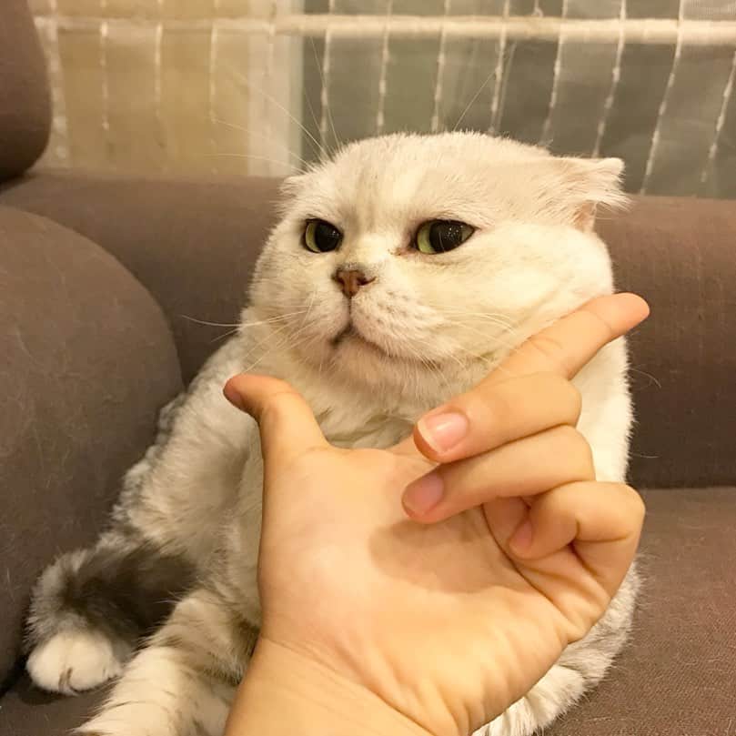 Haruのインスタグラム：「I’m handsome and I know it. #หล่อสุดในซอย #บ้านซอยตัน #ตัวก็ตันเช่นกัน #haruthecat」
