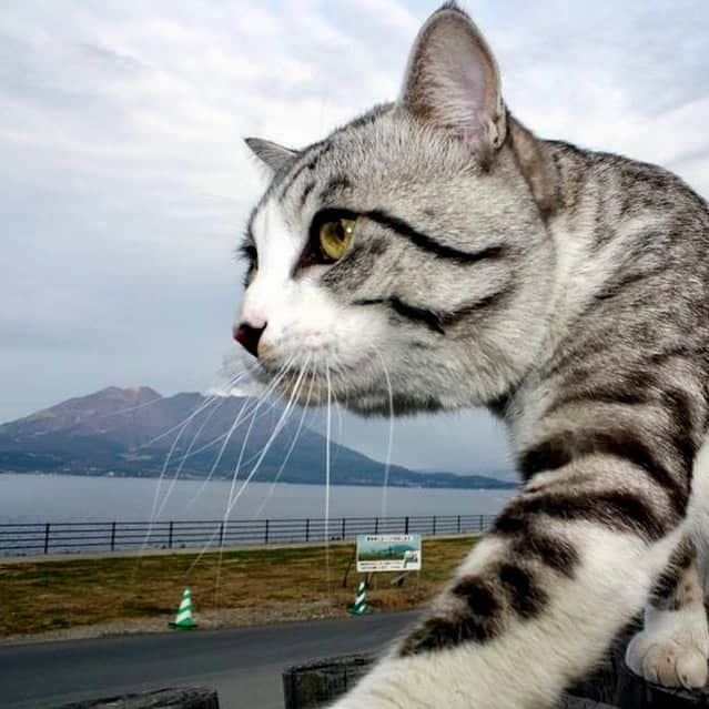 Nyankichi Noranekoさんのインスタグラム写真 - (Nyankichi NoranekoInstagram)「桜島が見える公園で、 魅惑のキャットウォーク(￣^￣) #猫 #고양이 #แมว #貓 #кошка #qata #chat #ニャンスタグラム #gato #喵星人 #ねこ部 #旅猫 #動物 #ねこのきもち #ニャン吉 #kawaii #保護猫 #美猫 #japan #猫写真 #ねこ #seekor #ネコ #旅貓 #猫写真 #桜島 #鹿児島」6月1日 19時52分 - noraneko_nyankichi