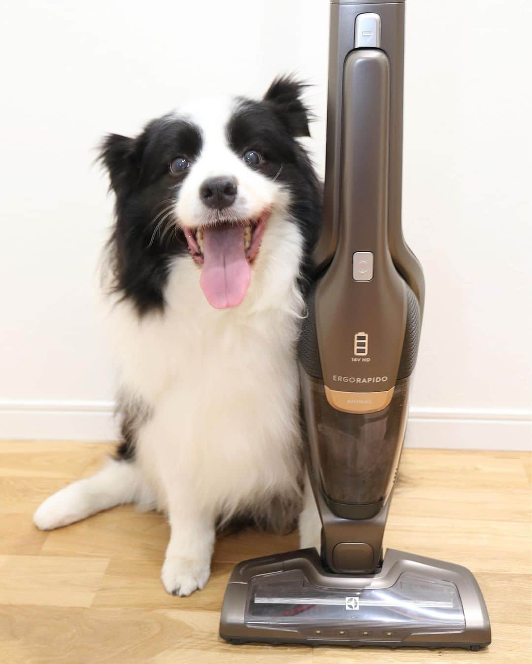 犬バカ部宣伝部長さんのインスタグラム写真 - (犬バカ部宣伝部長Instagram)「✨It’s New vacuum cleaner. 🧹﻿ うちに新しい仲間が増えました🤤﻿ エレクトロラックスのエルゴラピードちん。﻿ フローリング、カーペットにそらちゃんの毛がね。﻿ 年がら年中…😗そりゃダブルコートだから仕方ないので、ちょっとでも楽にしたくて🤣﻿ ﻿ 前のコードレス掃除機で部屋を掃除して、エレクトロラックスで掃除したら…うん。取れる！見せれませんが🤪﻿ しかも自立するの、これポイント高い㊗️﻿ アタッチメントも色々ありますが使いこなせてません😪これは！と思えば💕UPしたいと思います。﻿ ﻿ #犬バカ部 #ボーダーコリー #bordercollie #この良さ伝われー #掃除機 #ねこそぎ #ペットの毛 #スティッククリーナー #吸引 #2in1 #エレクトロラックス #エルゴラピード #新しい仲間が加わった」6月1日 20時38分 - umetaturou