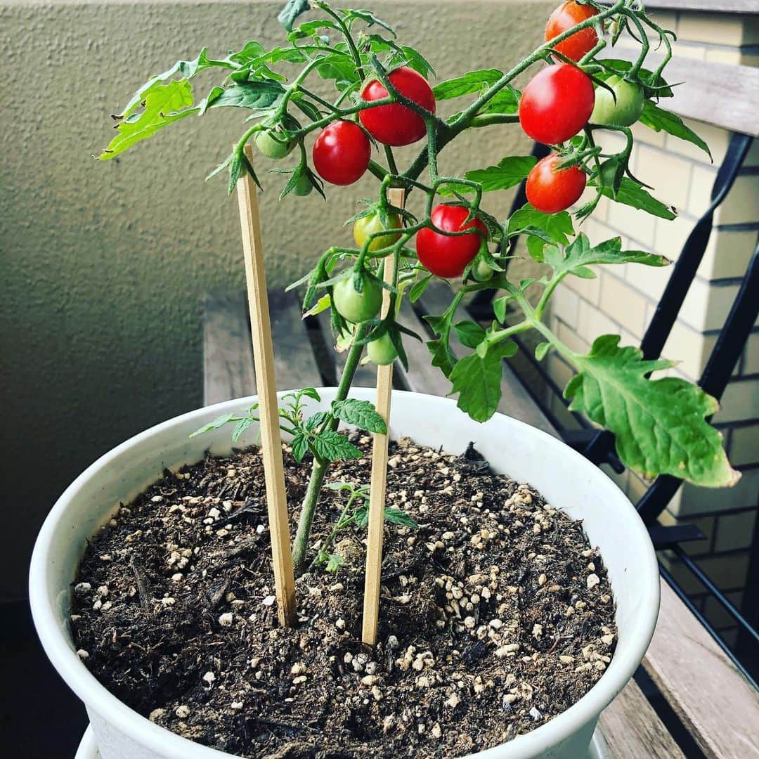 美甘子さんのインスタグラム写真 - (美甘子Instagram)「ベランダのミニトマトが良い感じに色づいております。割り箸の支柱があまり意味をなさなくなってきたので、しっかりしたのをつけねば。 #ミニトマト #ベランダ菜園」6月1日 20時57分 - rekish_mikako