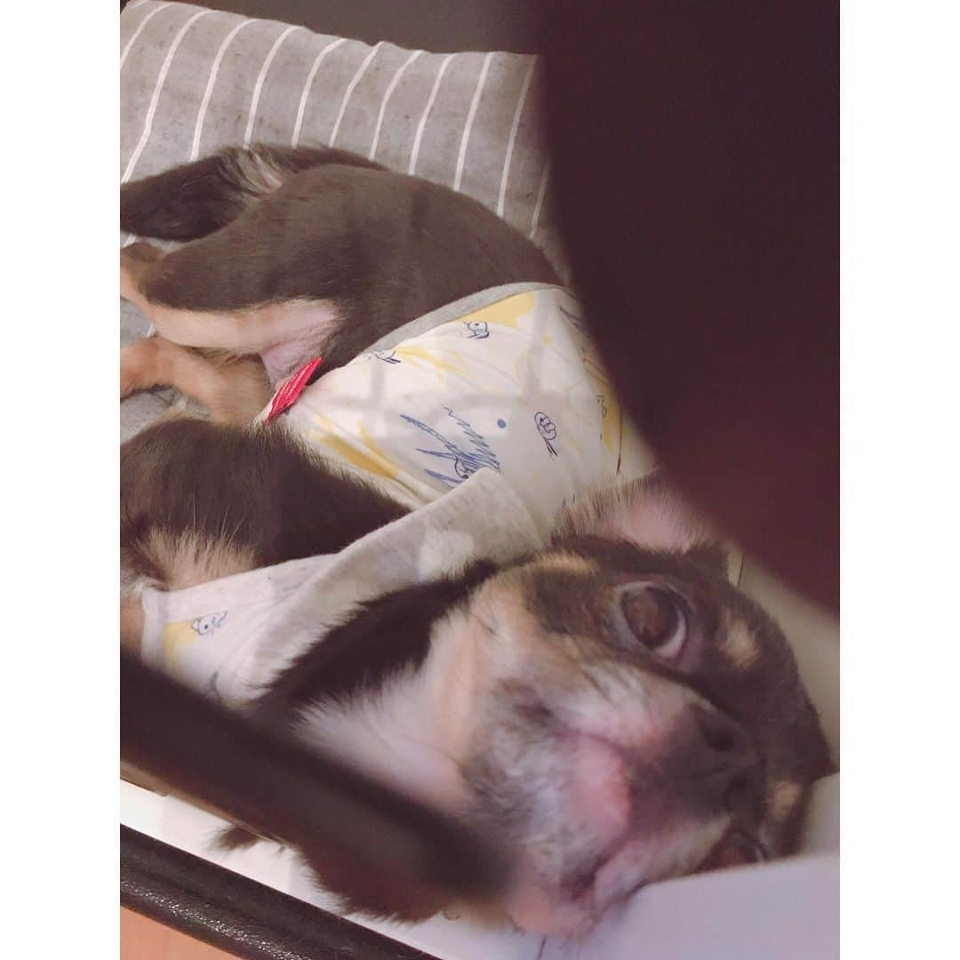 有明ゆなさんのインスタグラム写真 - (有明ゆなInstagram)「ぶちゃいく♡ . . . . #愛犬 #ちわわ #ちわわん #ちわすたぐらむ #ちわわ親バカ部 #ちわわ大好き #チワワ #チワワラブ #チワワちゃん #チワワ大好き #チワワ画像 #チワワlove #dog #dogstagram #instadog #ぶちゃかわ #ぶちゃいく #ぶちゃ」6月1日 20時58分 - ariake_yuna