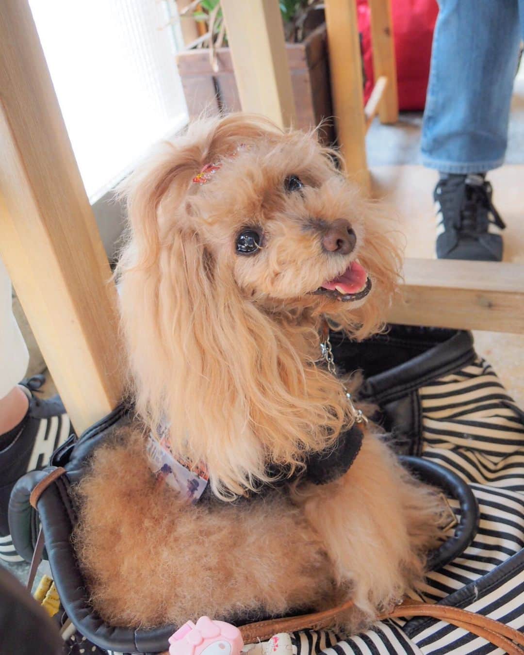 Toypoodle Mikuru?Asakusa Tokyoのインスタグラム：「20190601 Saturday. 退院後初のお出かけしました❤️ といっても浅草です😄 . トリミングだった なめポン @namecomummy が浅草まで来てくれました✨ ❶-❸ 1軒目のカフェには、ソラパパも来てくれて4人でlunchしました🍴 なめポンの写真がない😱 みくるは久々のお出かけで喜んでました😻 ❹ キミリーカフェに場所を移して、トリミング上がりのソラくんをpickup😆 ❺ お洋服も購入しましたよ🥰 なめポンは店舗限定のロンパース。みくるは新作黒のレースのトップス💕 ❻ 久々のべっちに大興奮のみくるん☺️ ❼ ふたりともトリミング後なのでピカピカ✨  1ヶ月トリミングしていないみくる😂 . なめポン @namecomummy  @namecopapa  ソラくん @sorapa9913  遊びに来てくれてありがと〜😭 . また、lunchやお買物ができるようになって、 本当に嬉しいね😊みくるん❤️ 遠出はまだ出来ないですが、浅草でのんびり過ごしております😌 . ボサボサ仕方なし #トップノット #術後初 お出かけ #毛玉ちゃん」